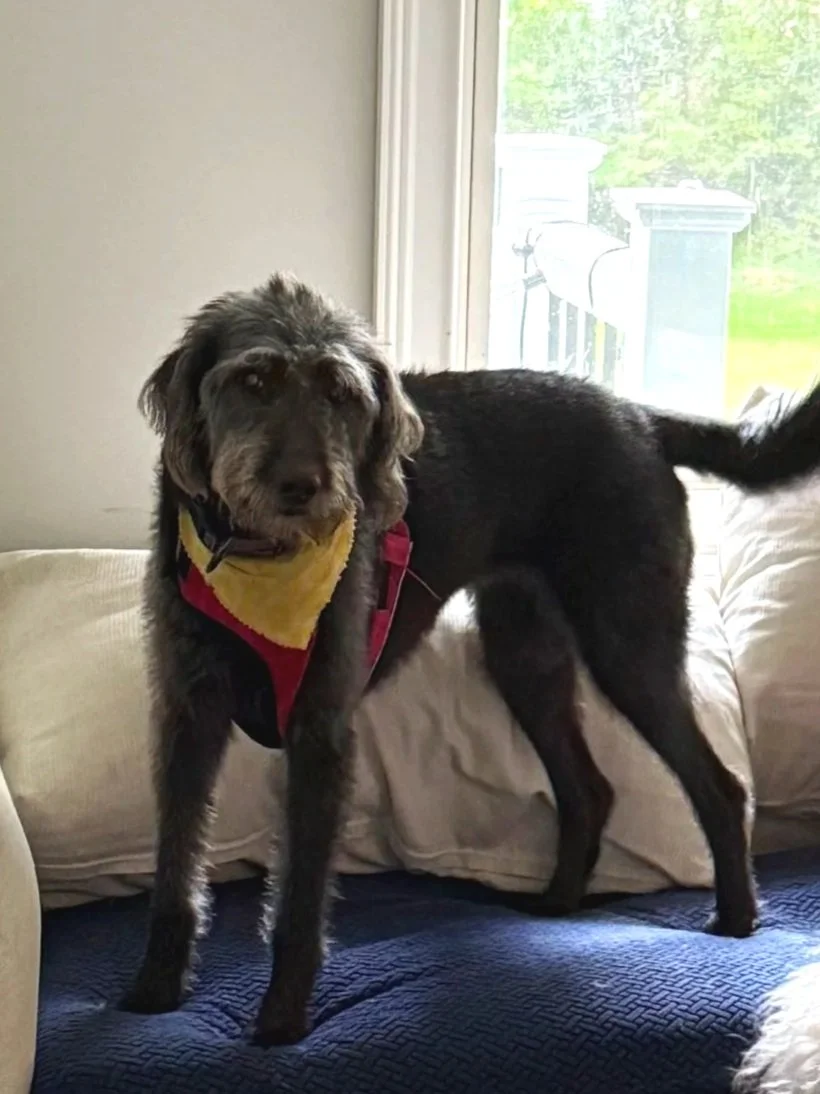 A black and gray dog with floppy ears standing on a beige couch near a window, wearing a yellow, red, and black harness, looking at the camera.