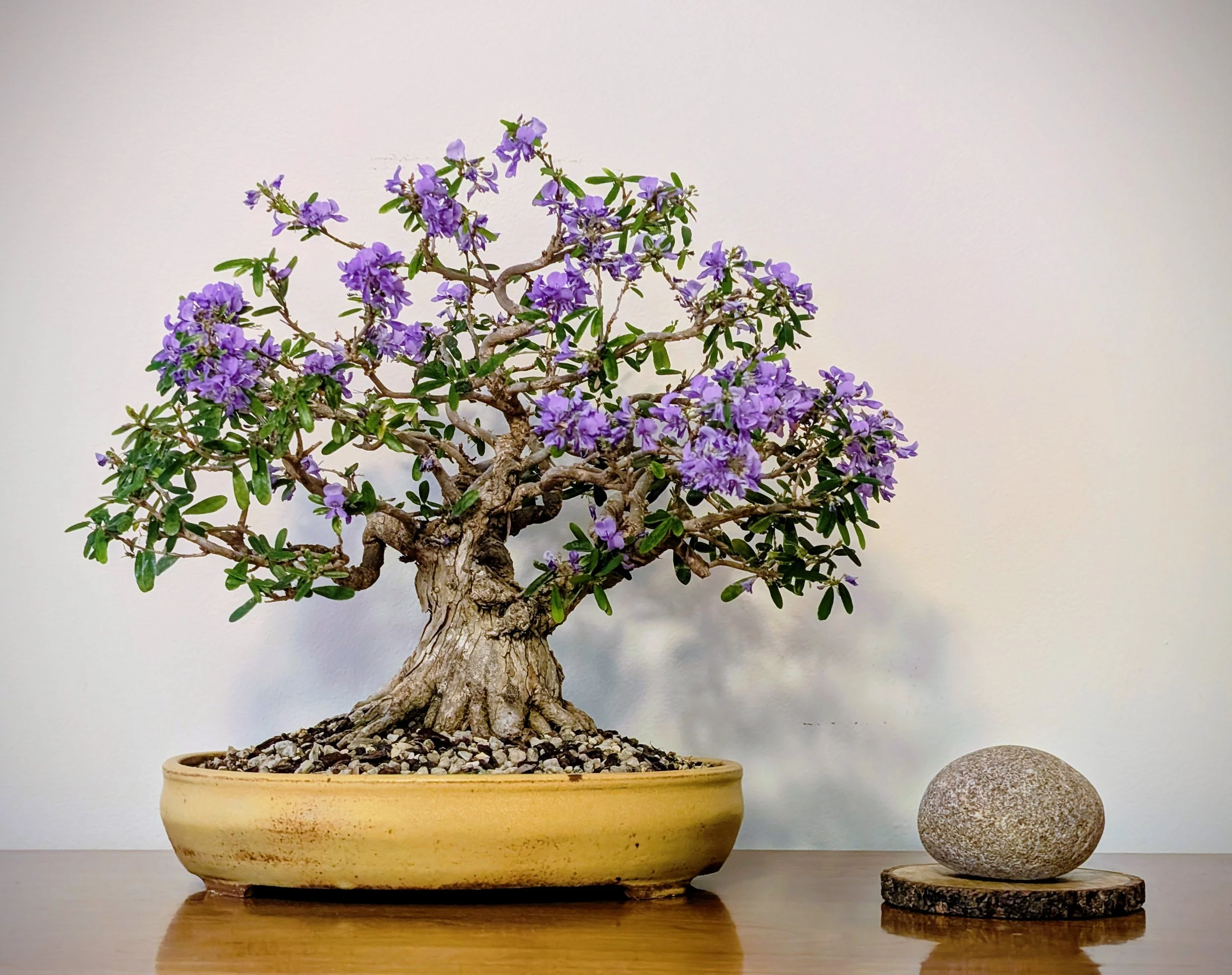 bluebell- chris- permission given.jpg