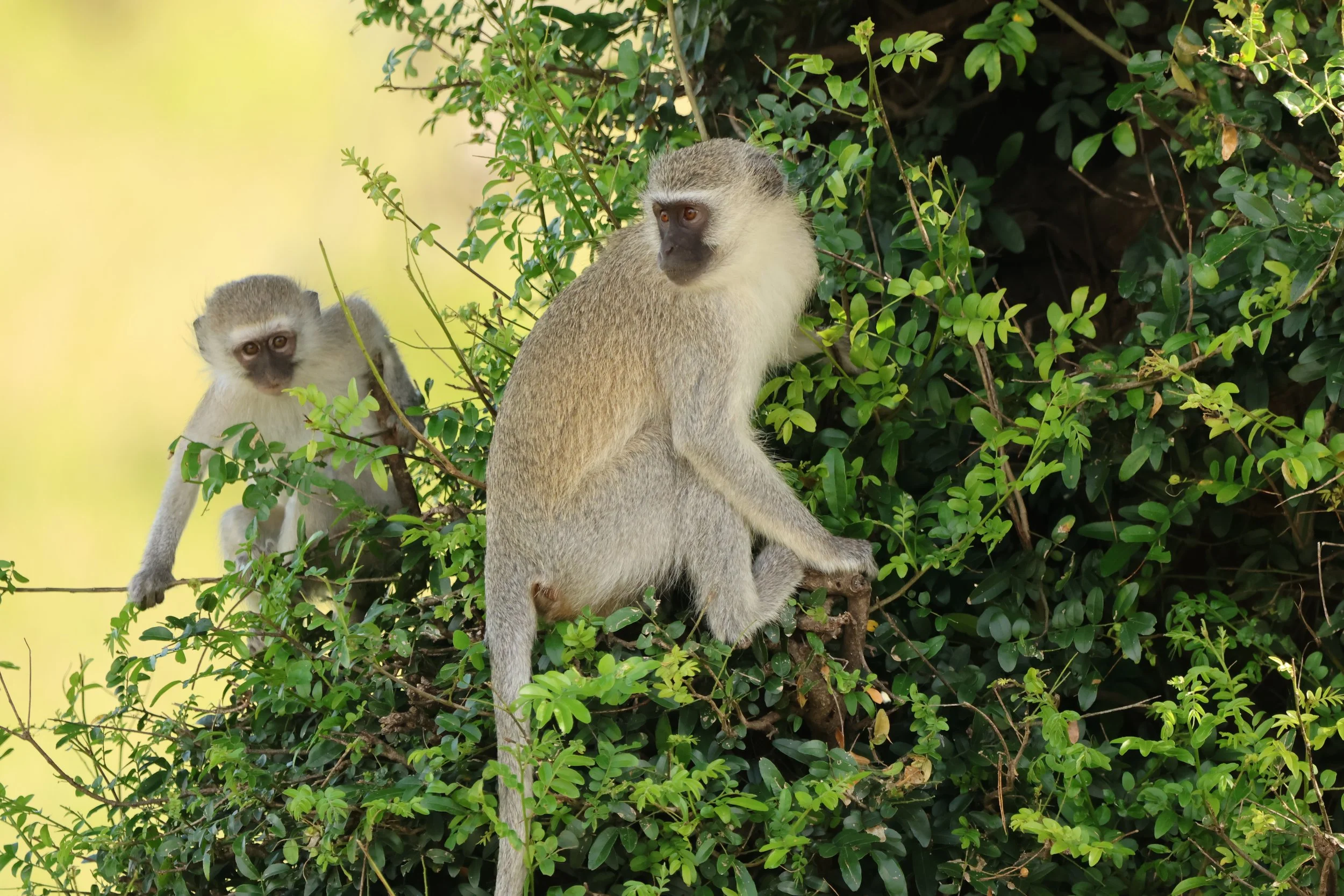 Vervet monkey 1.JPG