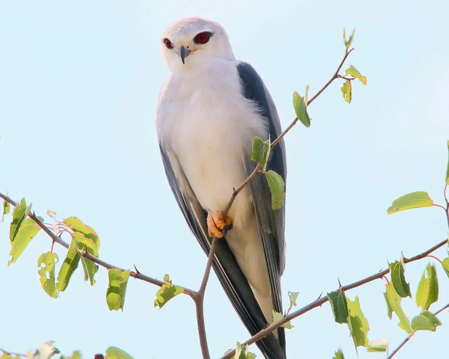 Black-winged kite, South Africa