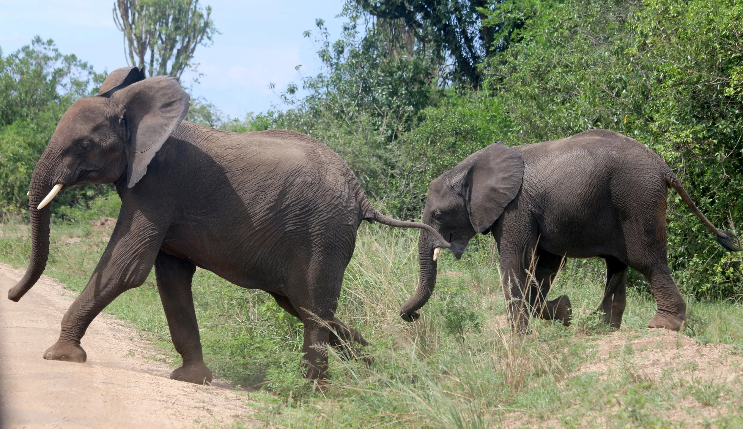 Elephant, South Africa