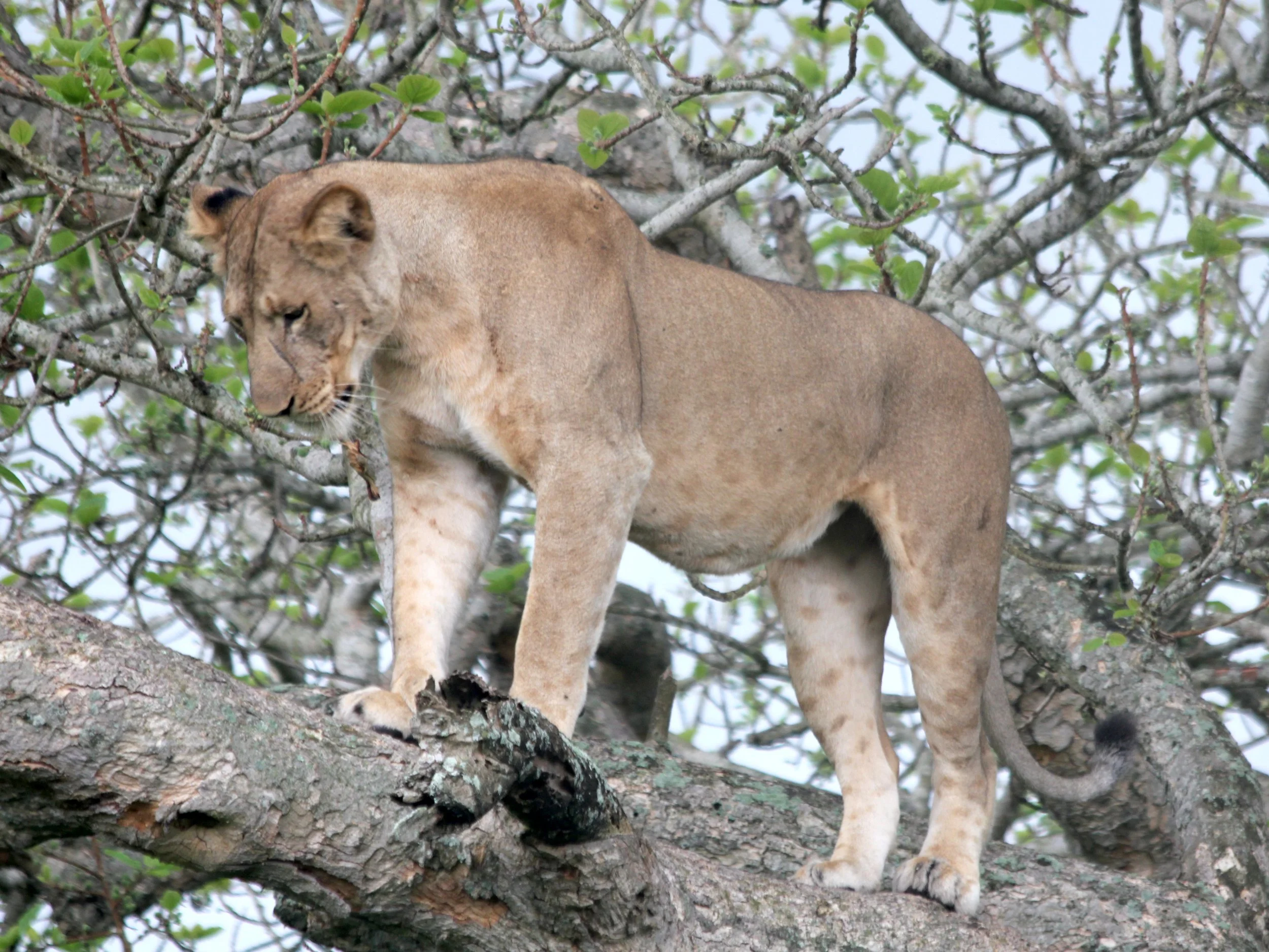 Lion, Uganda