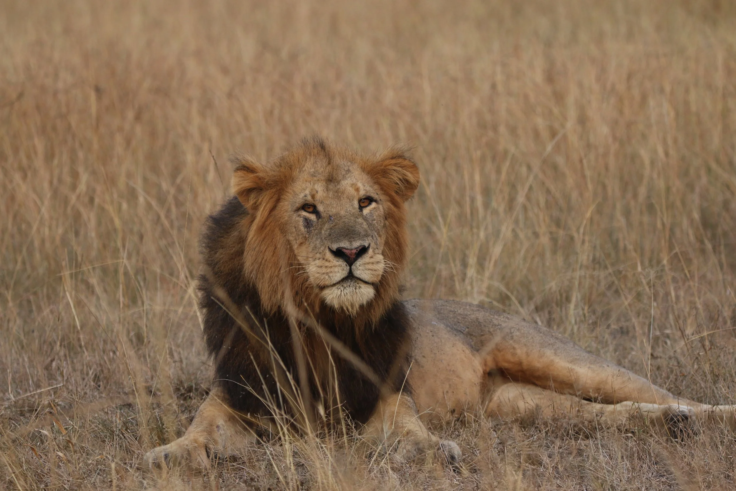 Lion, Uganda