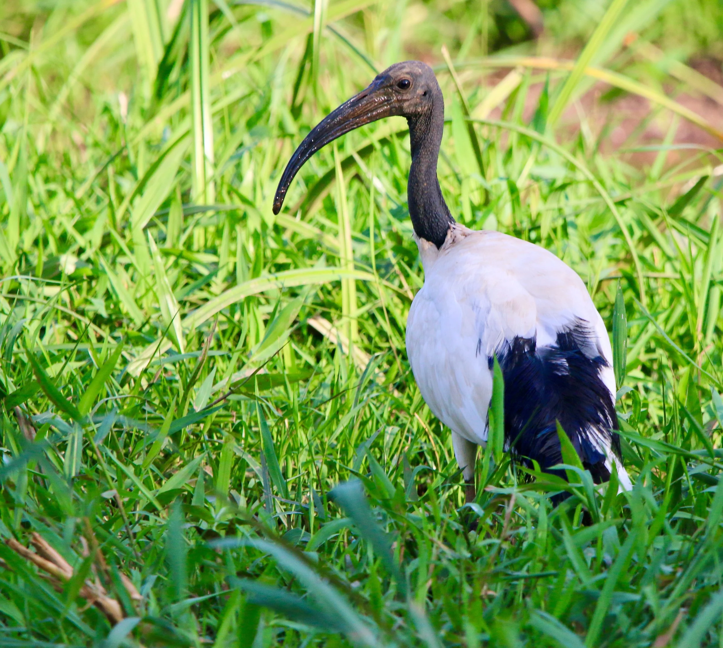 Sacred ibis, Uganda