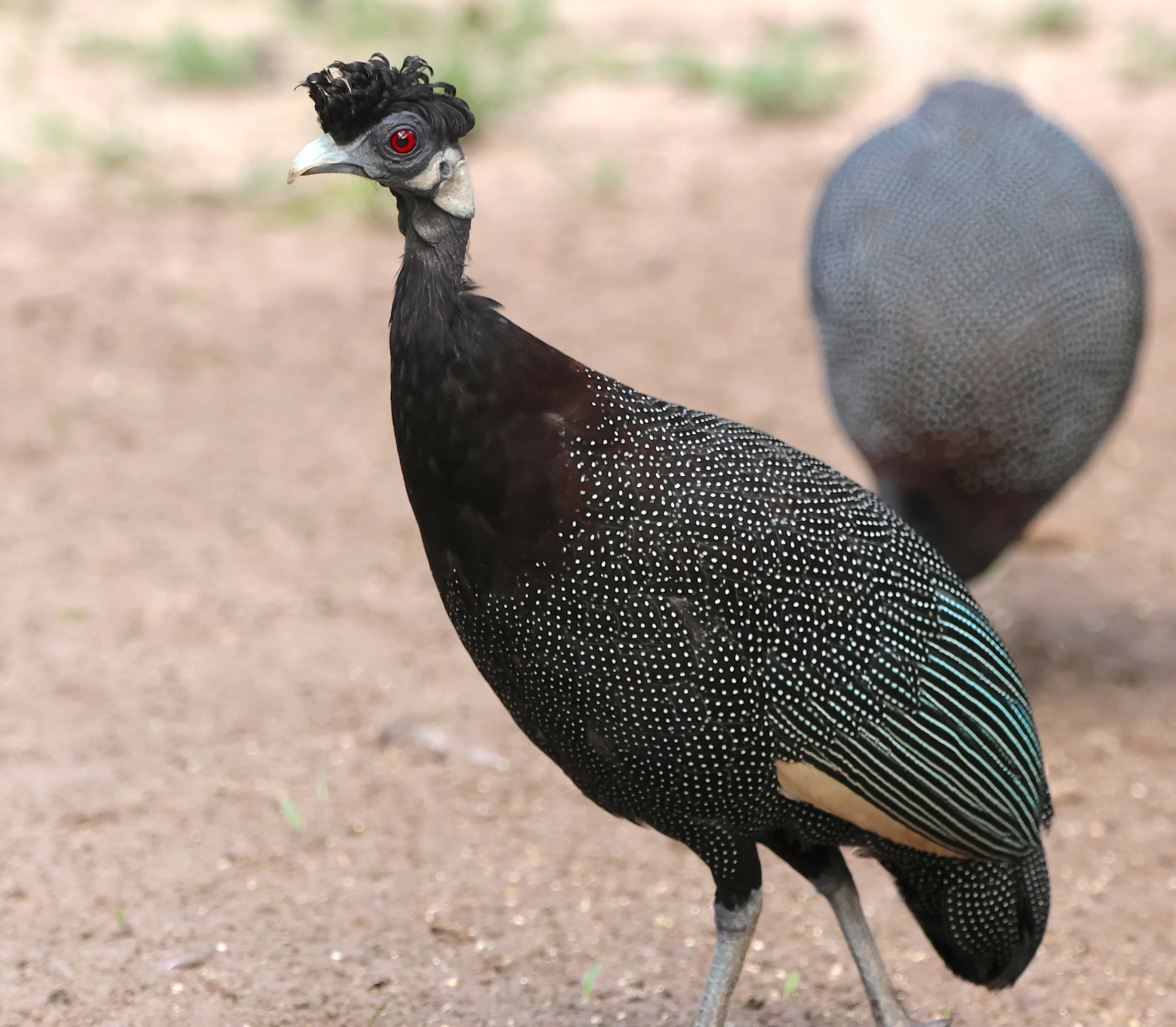 Crested guineafowl
