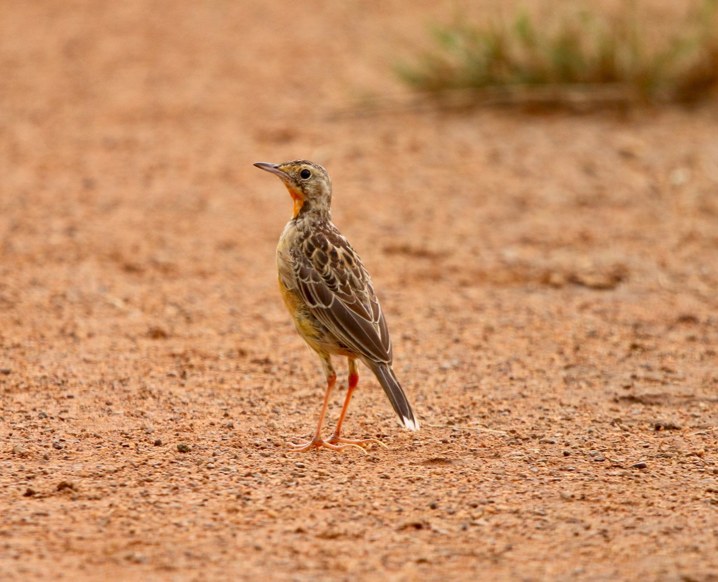 Cape longclaw, South Africa