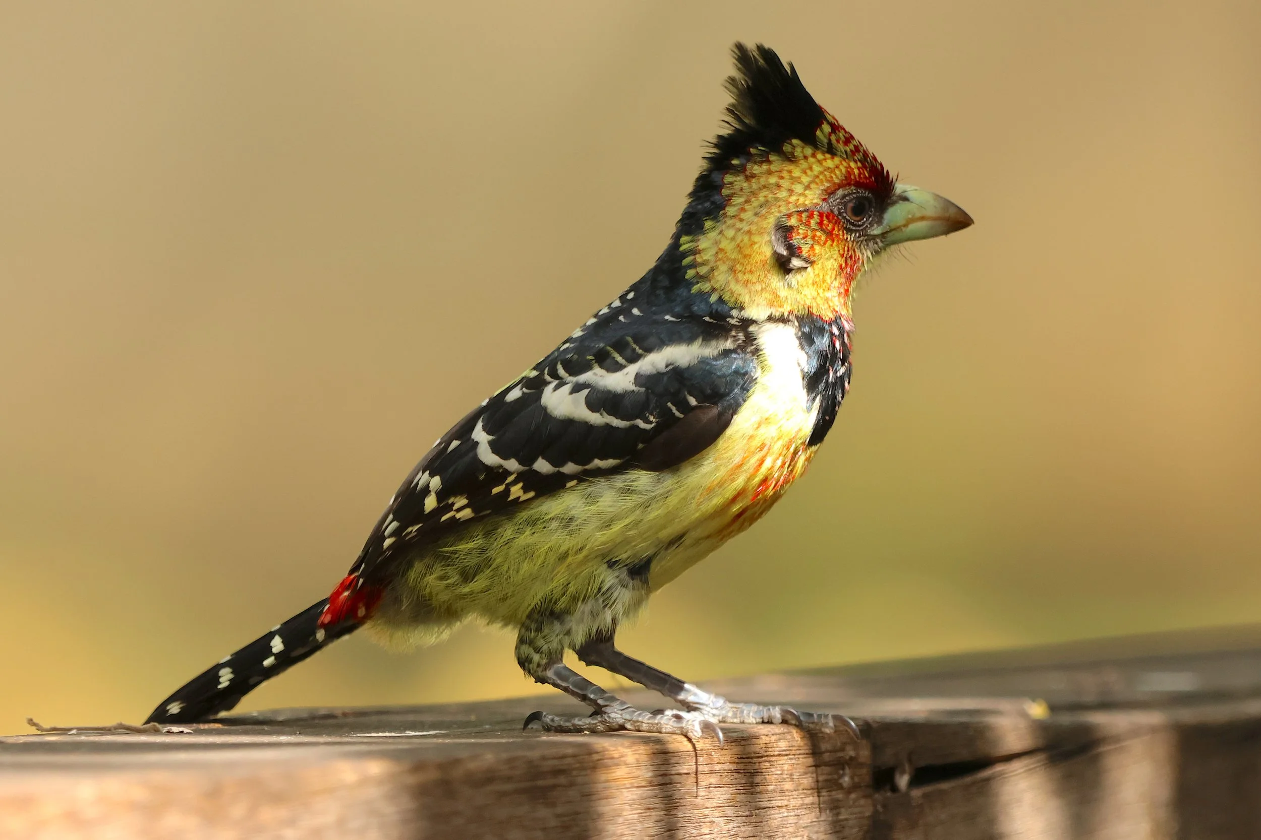 Crested barbet