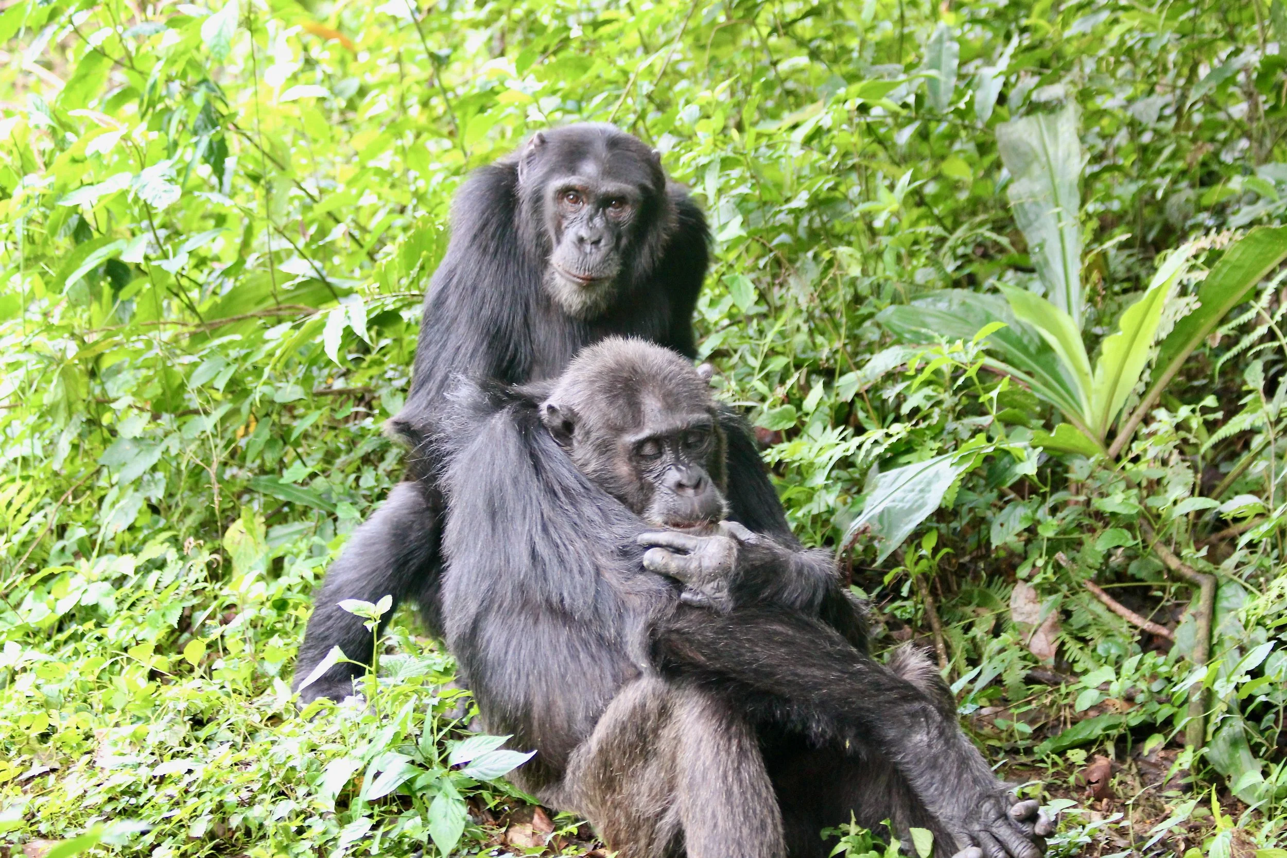Mammals (primates)