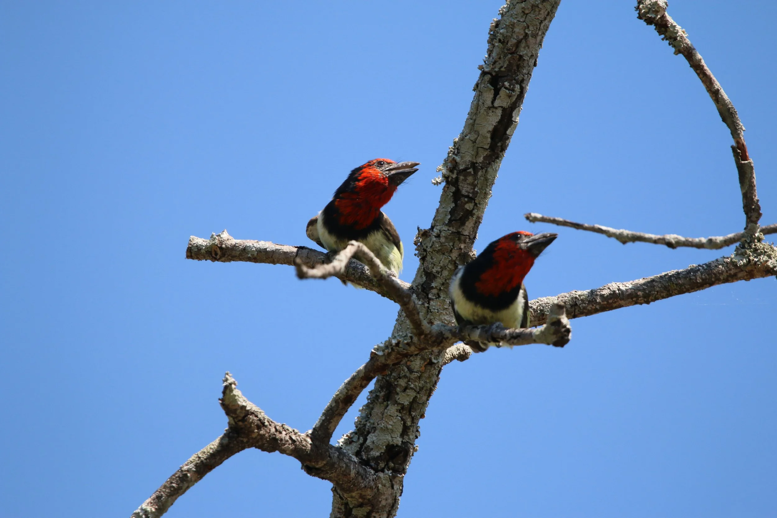 Black-collared barbet, South Africa