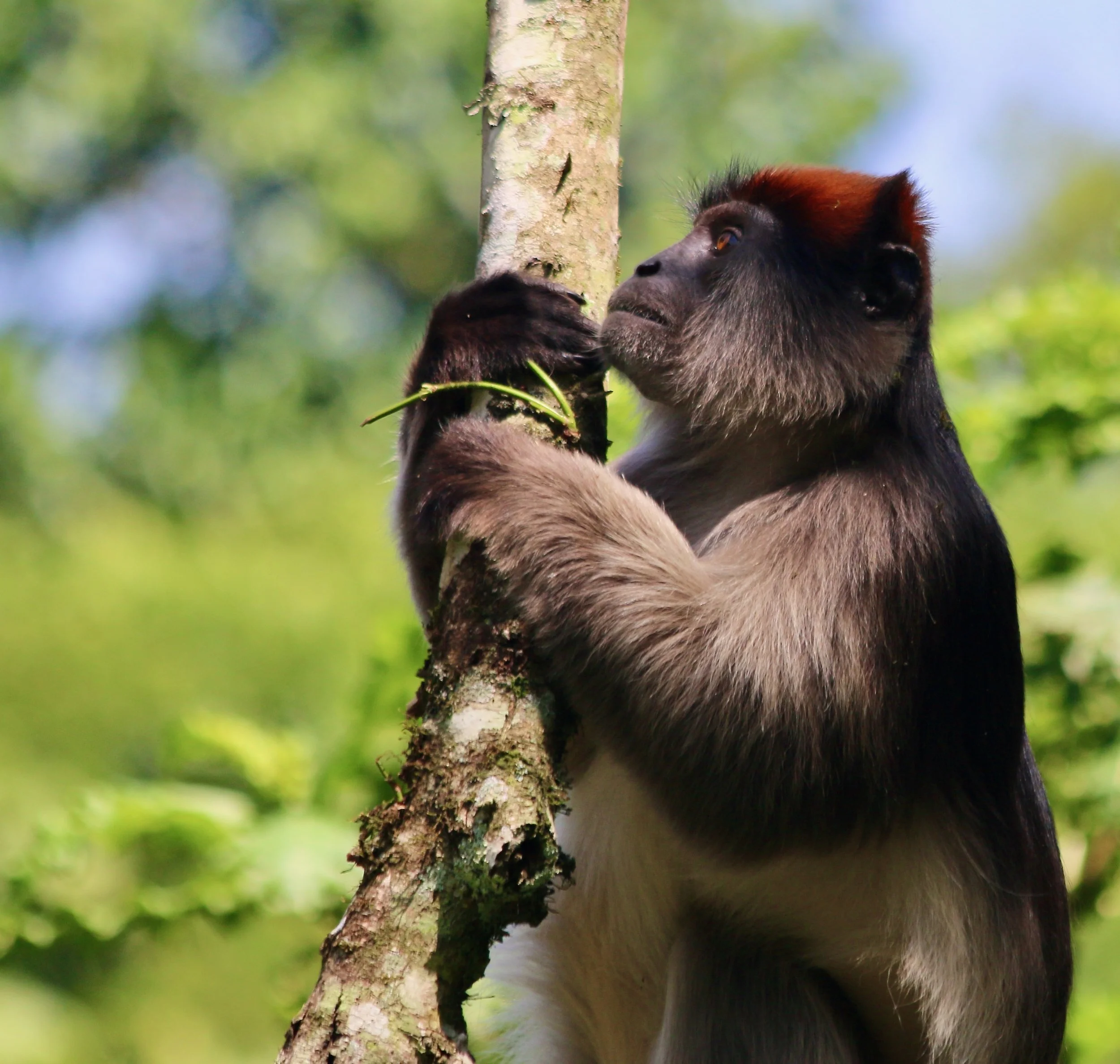 Ugandan red colobus