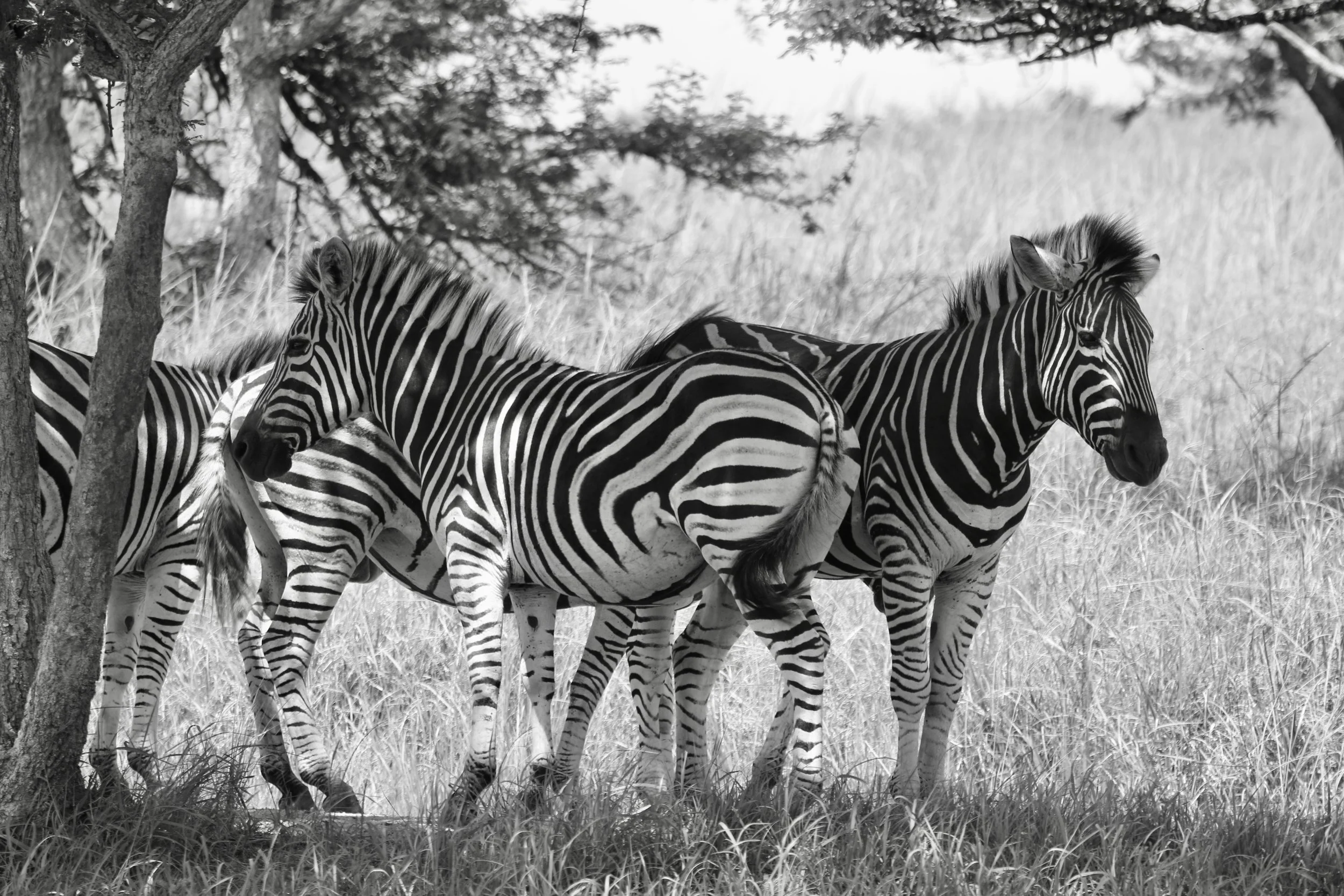 Zebra, South Africa