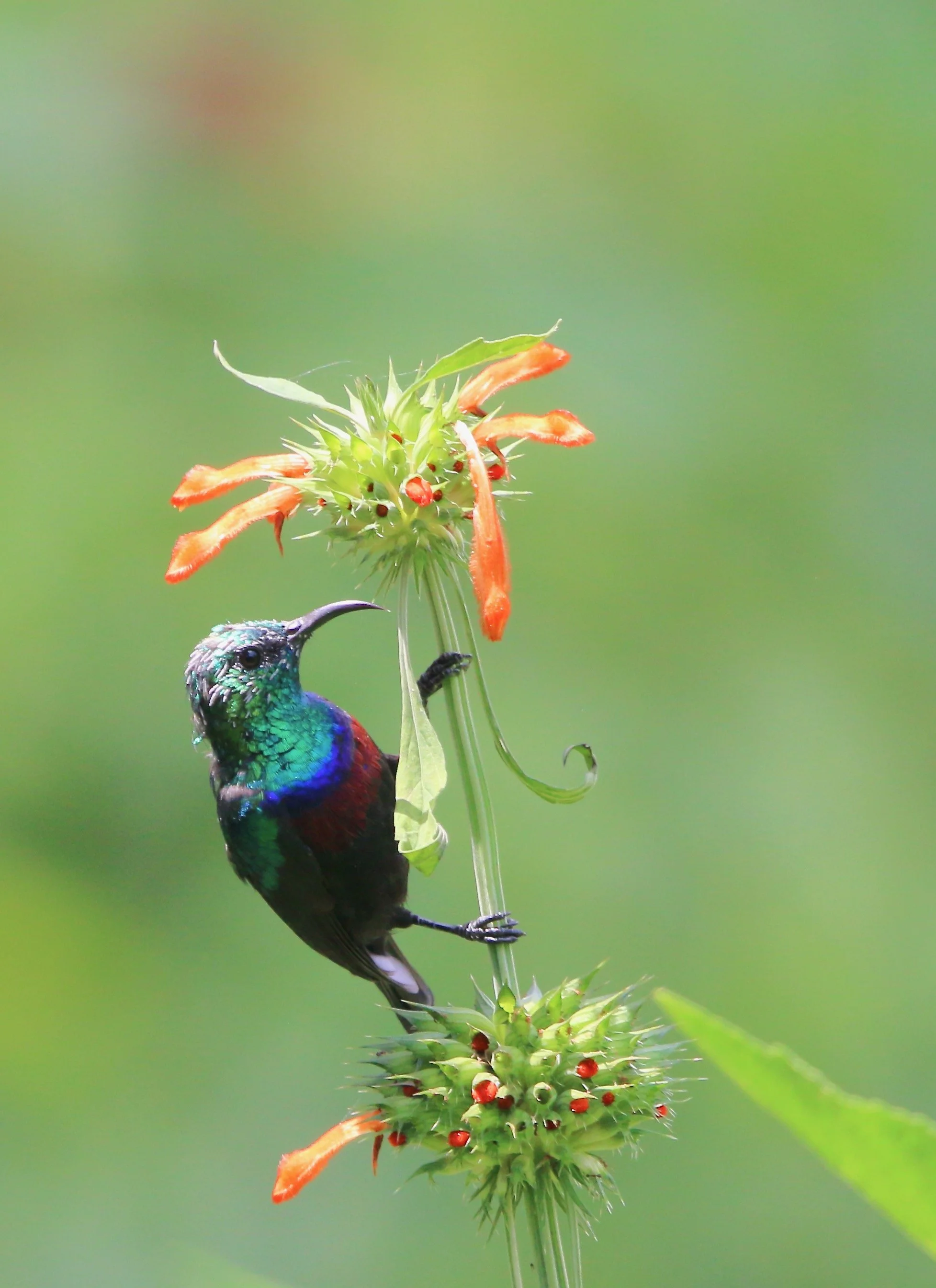 Sunbird