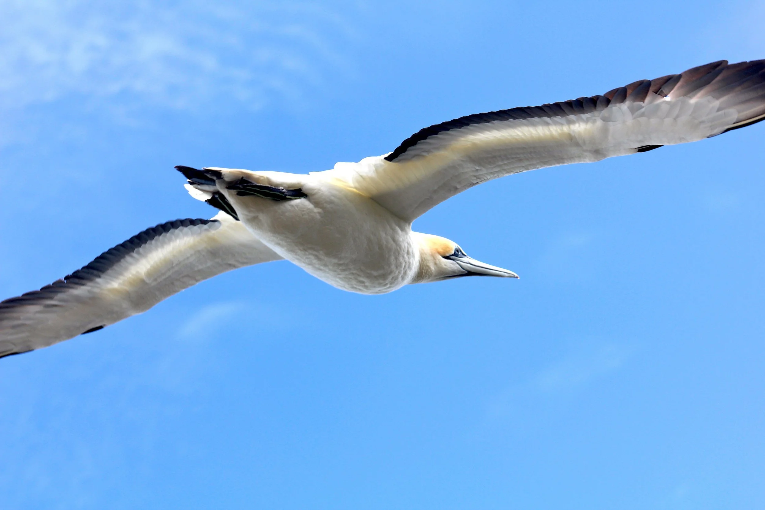 Australasian gannet, New Zealand