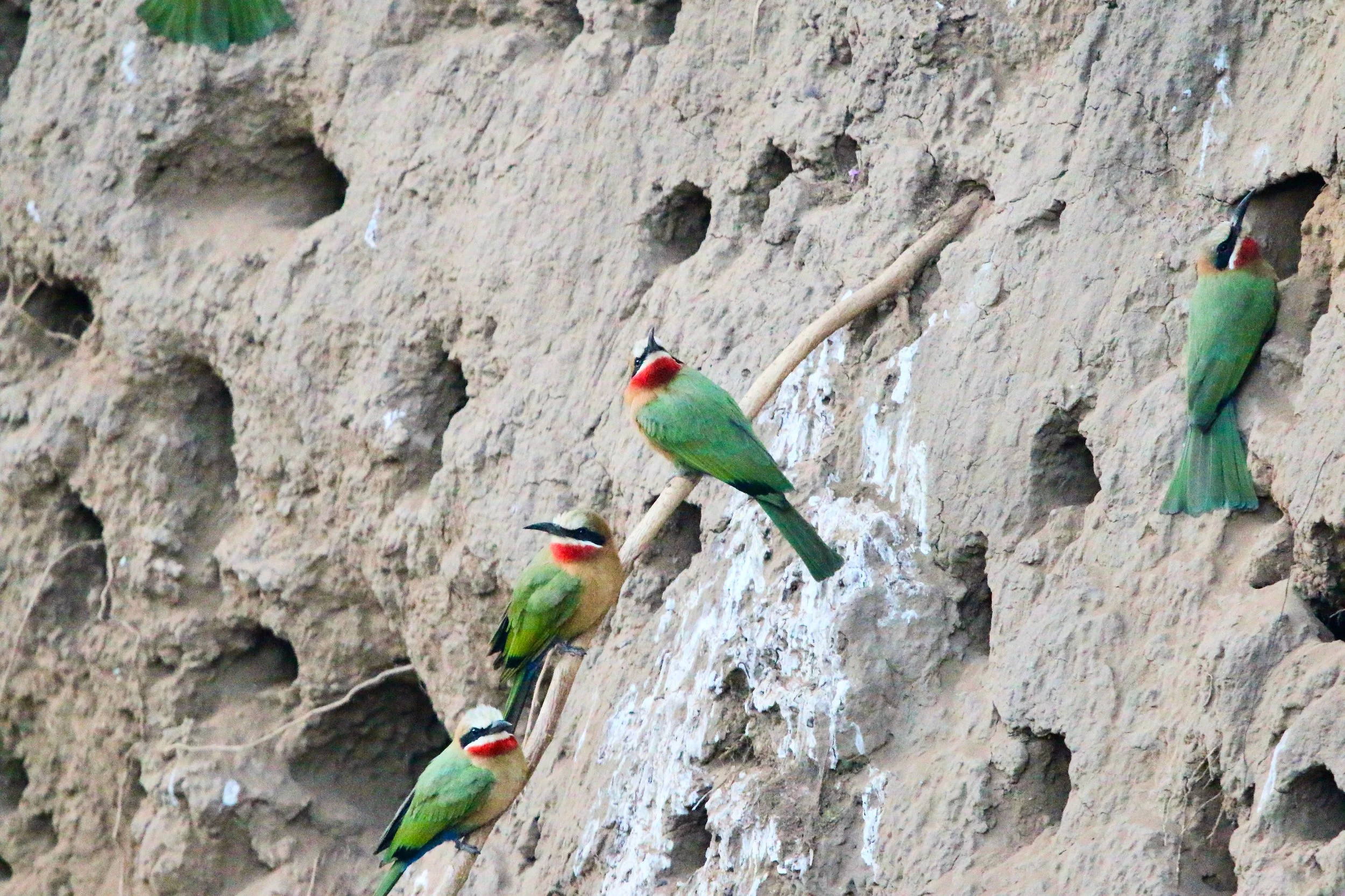 White-fronted bee-eater, South Africa
