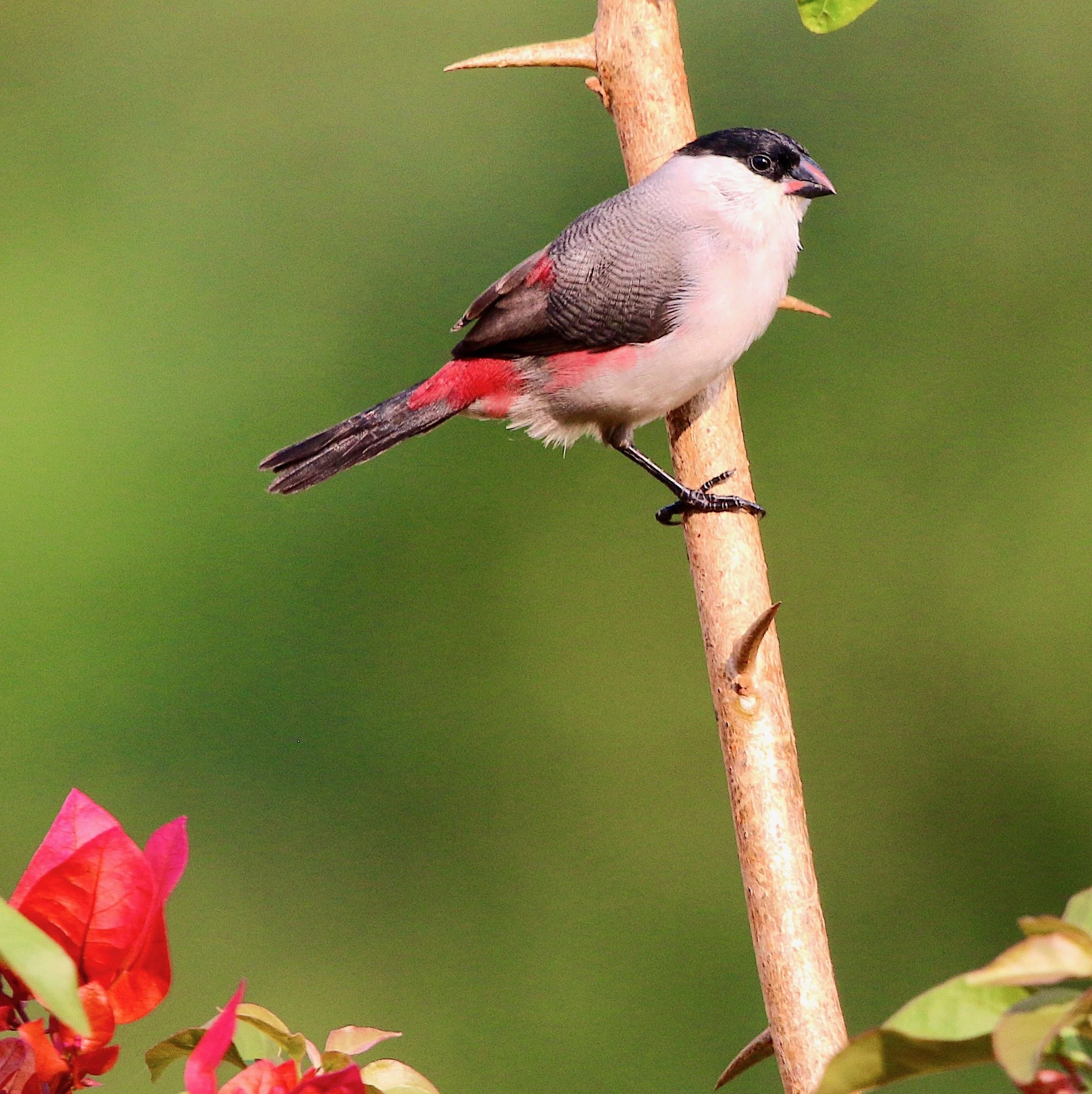 Black-crowned waxbill (?), Uganda