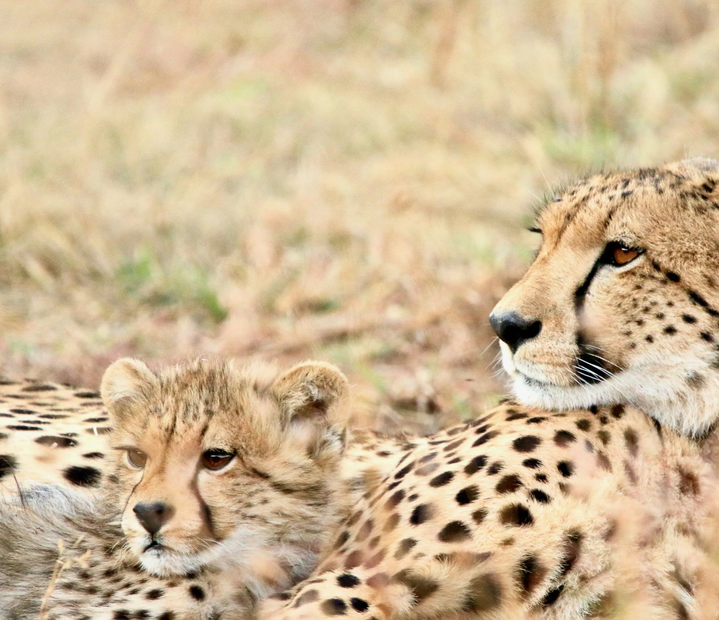 Cheetah, South Africa