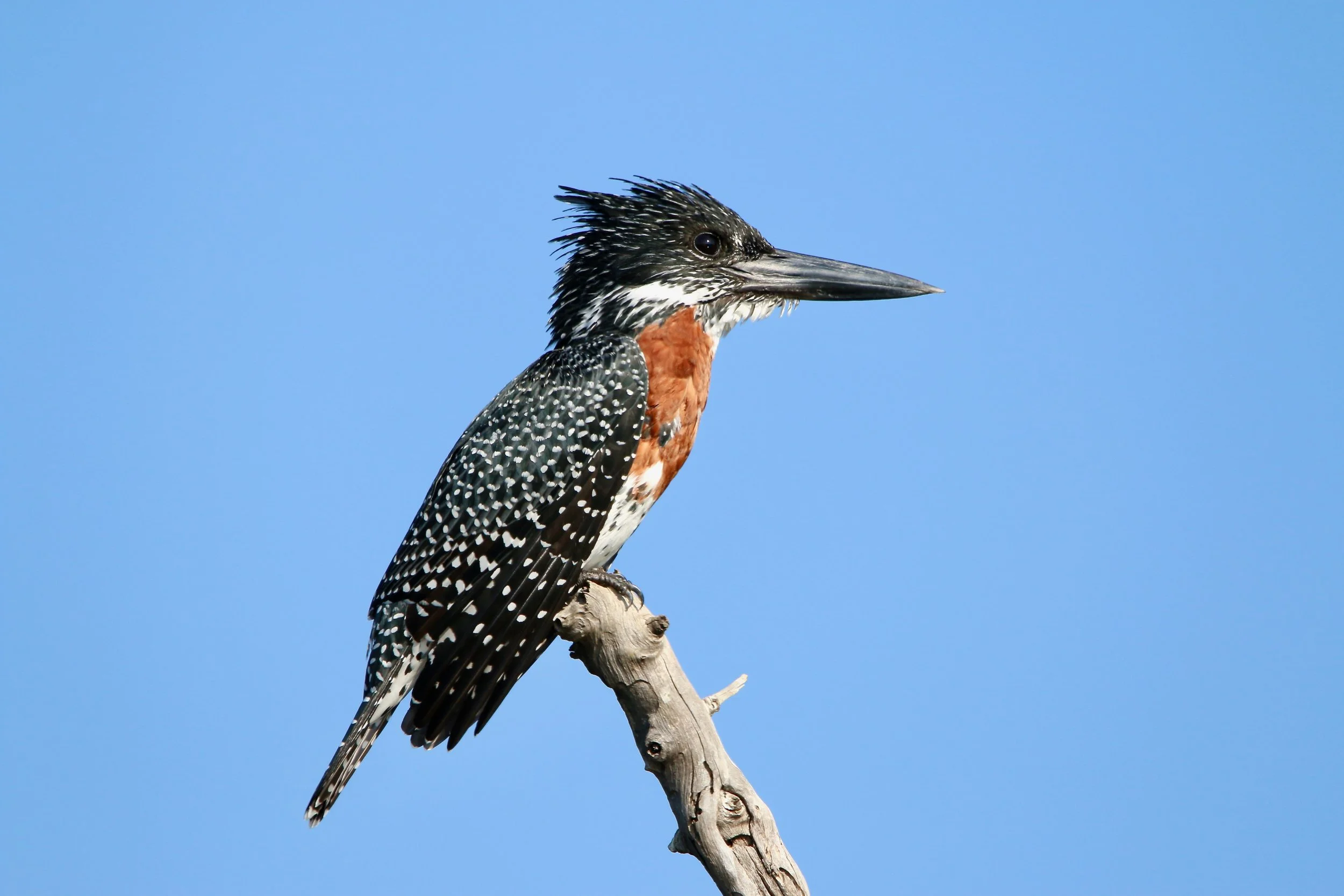 Giant kingfisher, South Africa