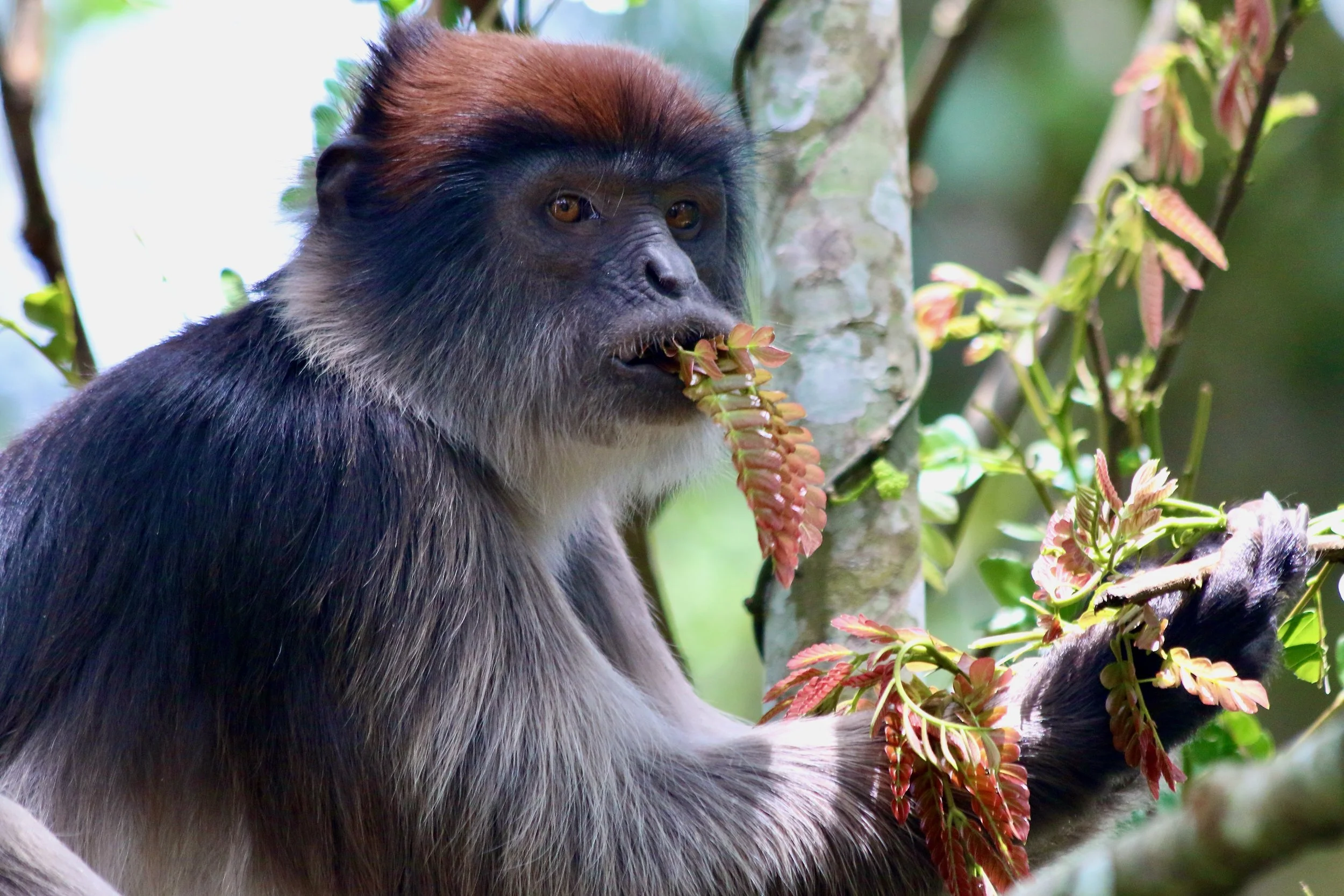 Ugandan red colobus