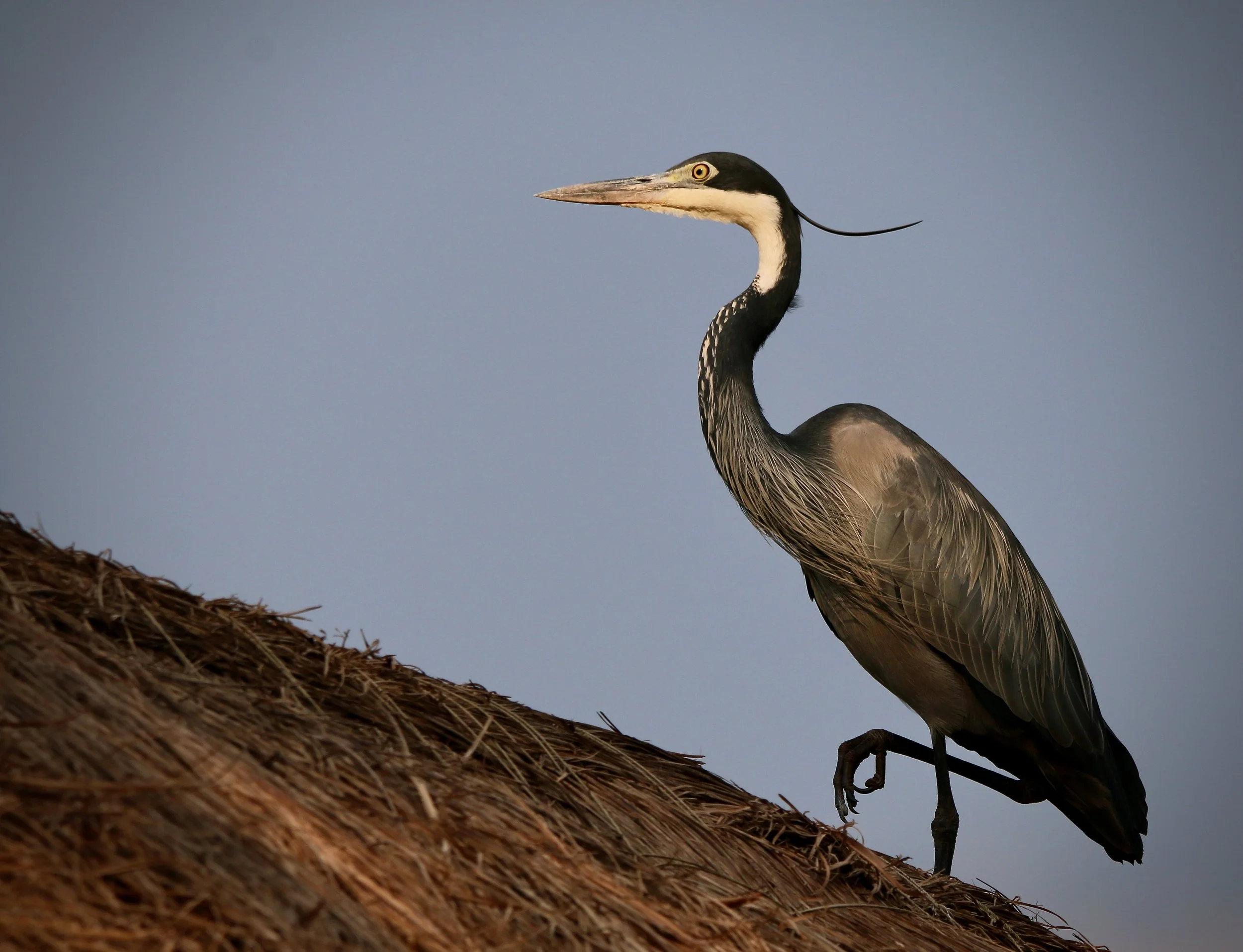 Black-headed heron, Uganda
