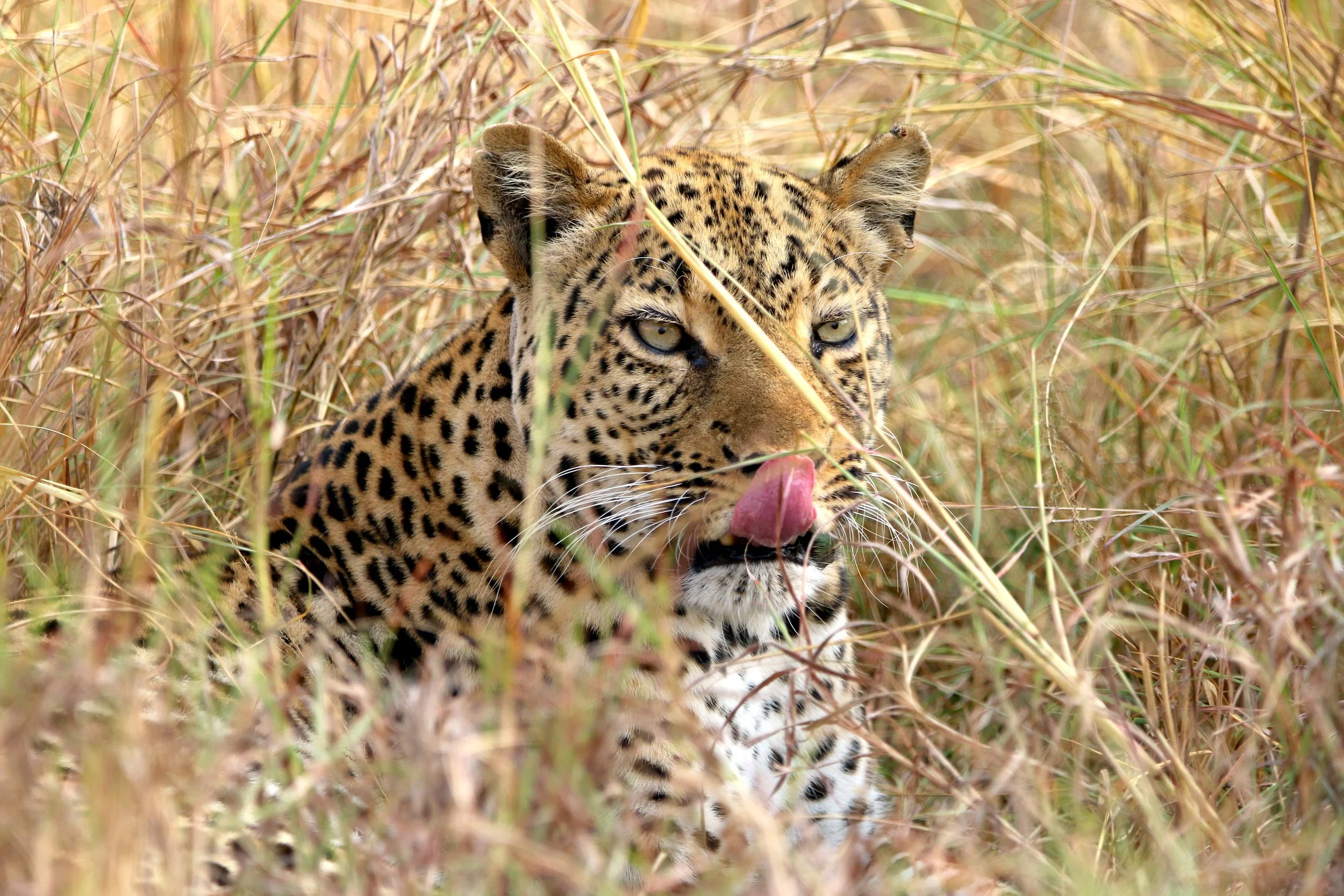 Leopard, Uganda