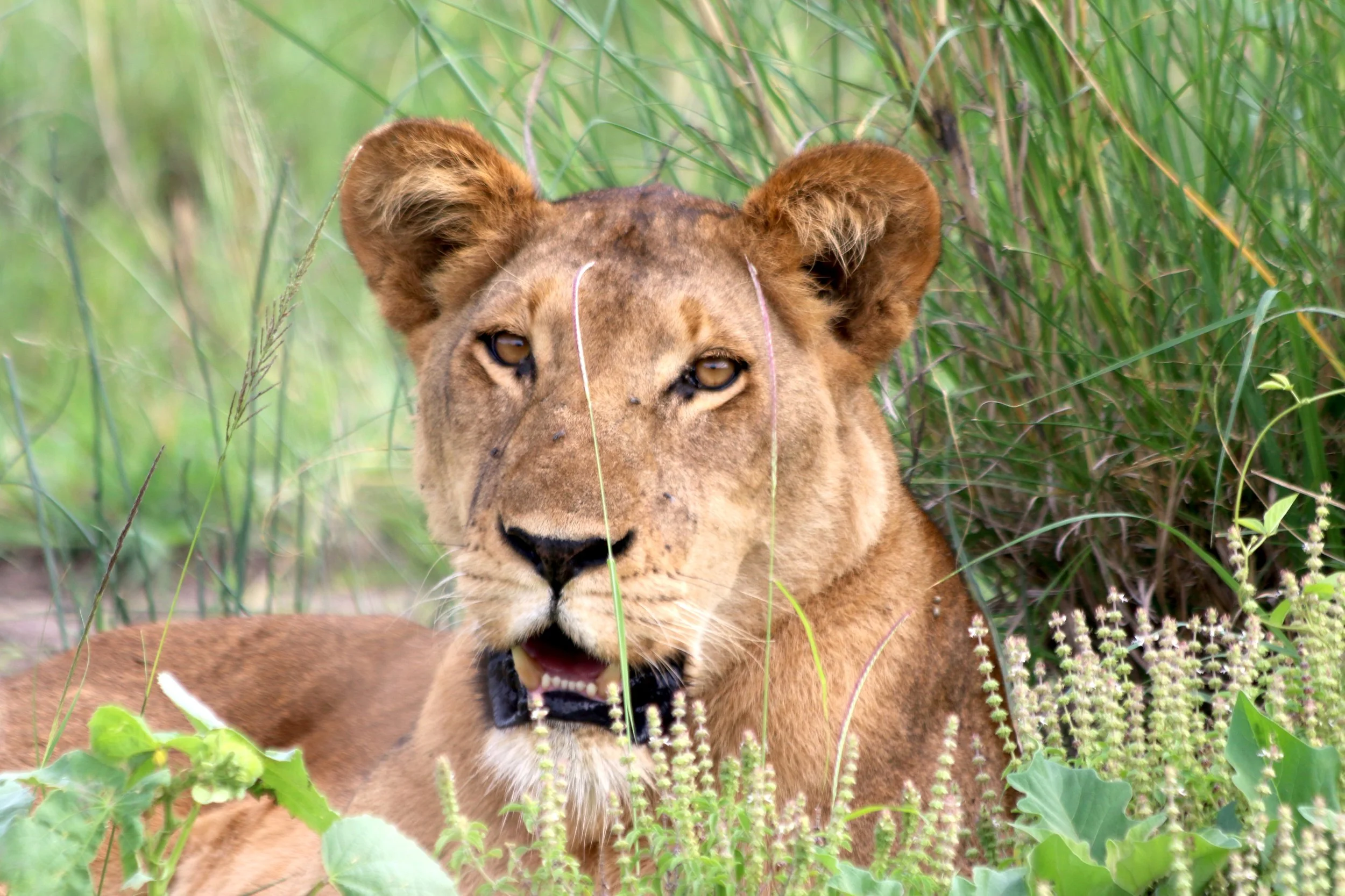 Lion, Uganda