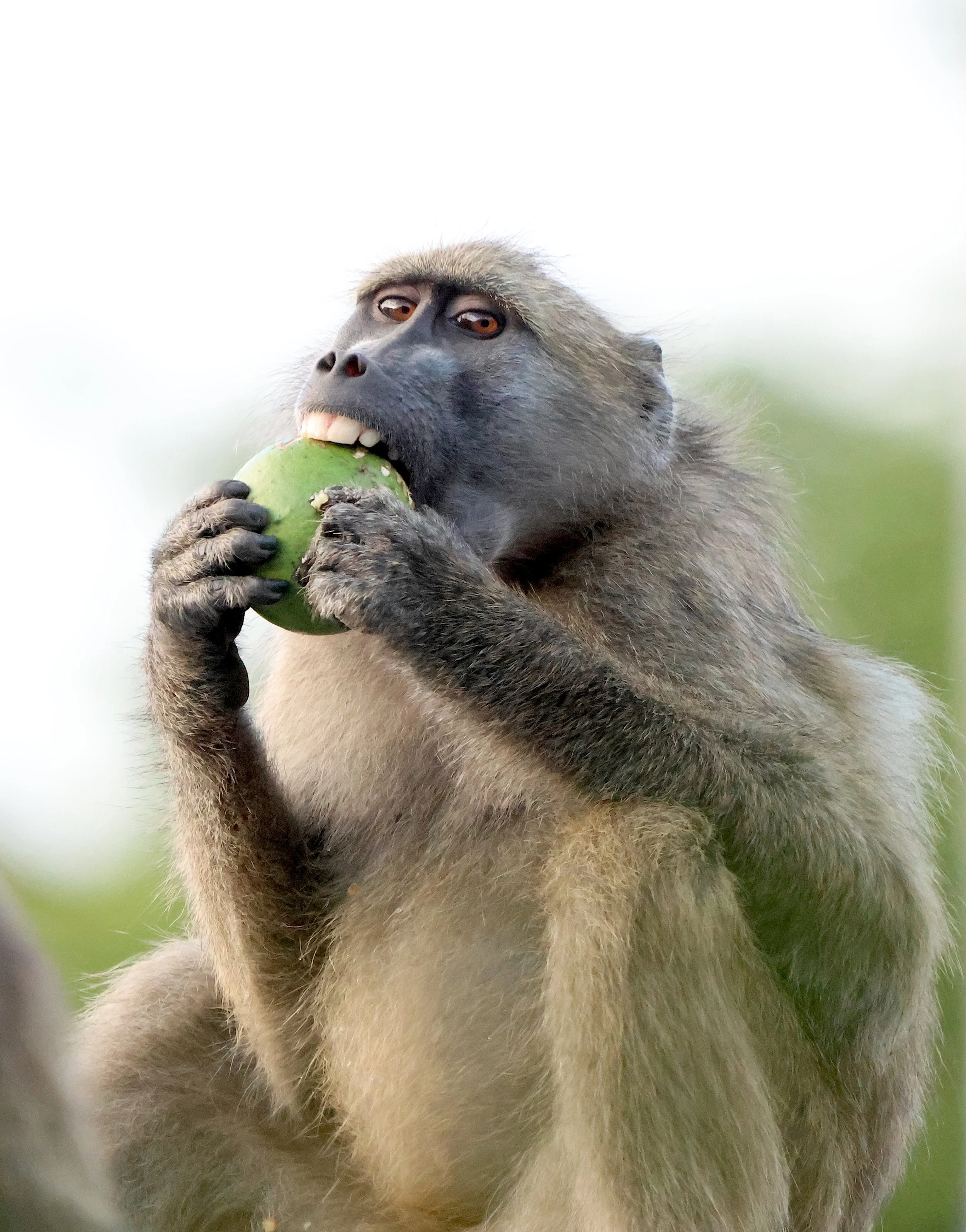 Baboon