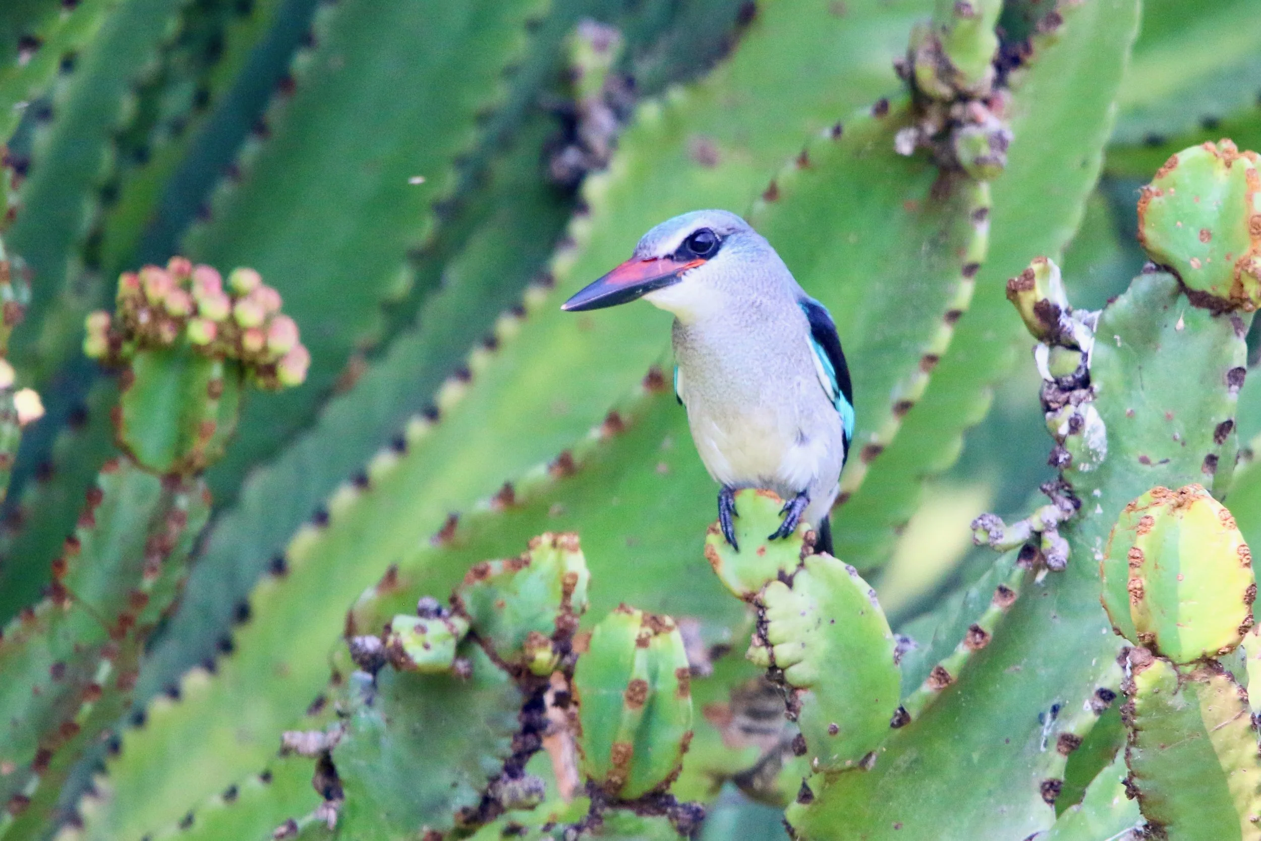 Woodland kingfisher, Uganda