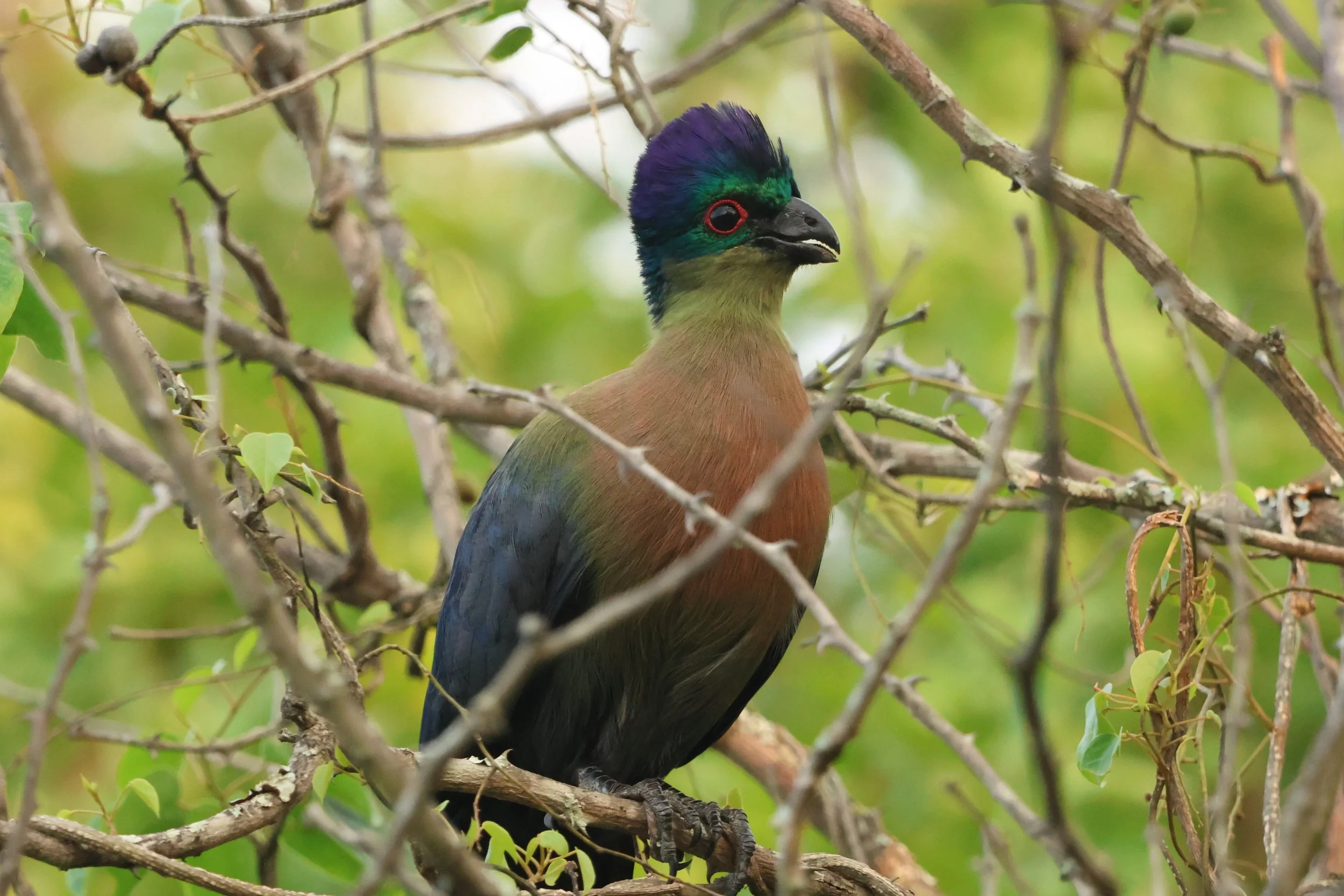 Turaco, purple-crested 2.JPG
