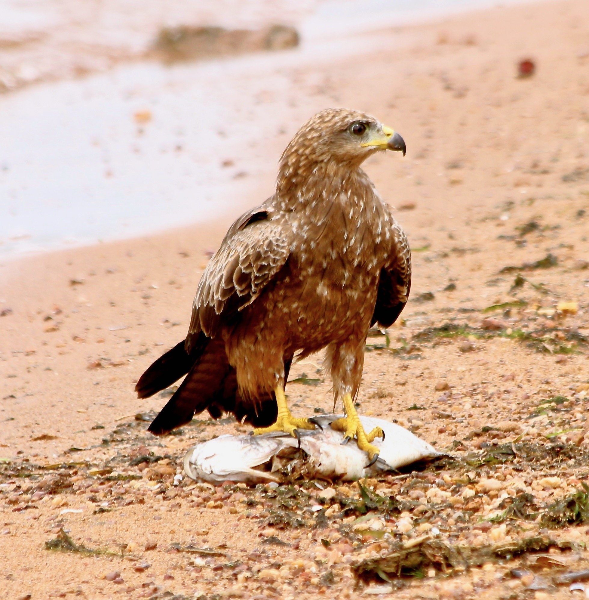 Black kite, Uganda