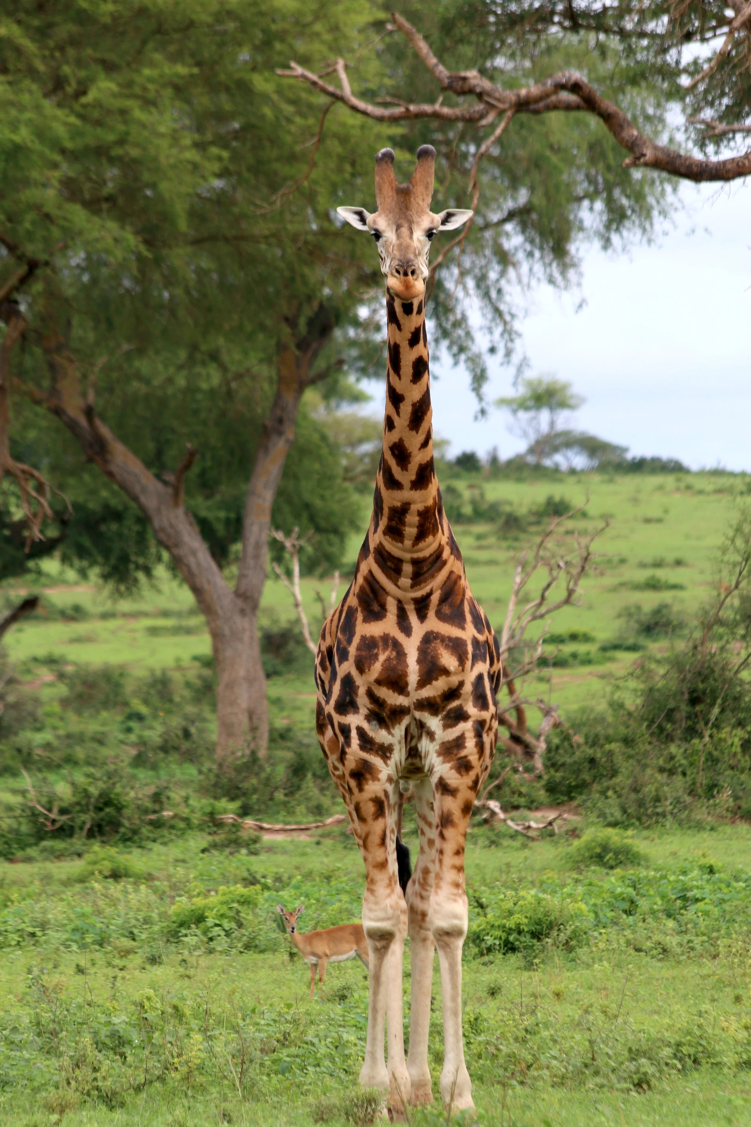 Giraffe, Uganda