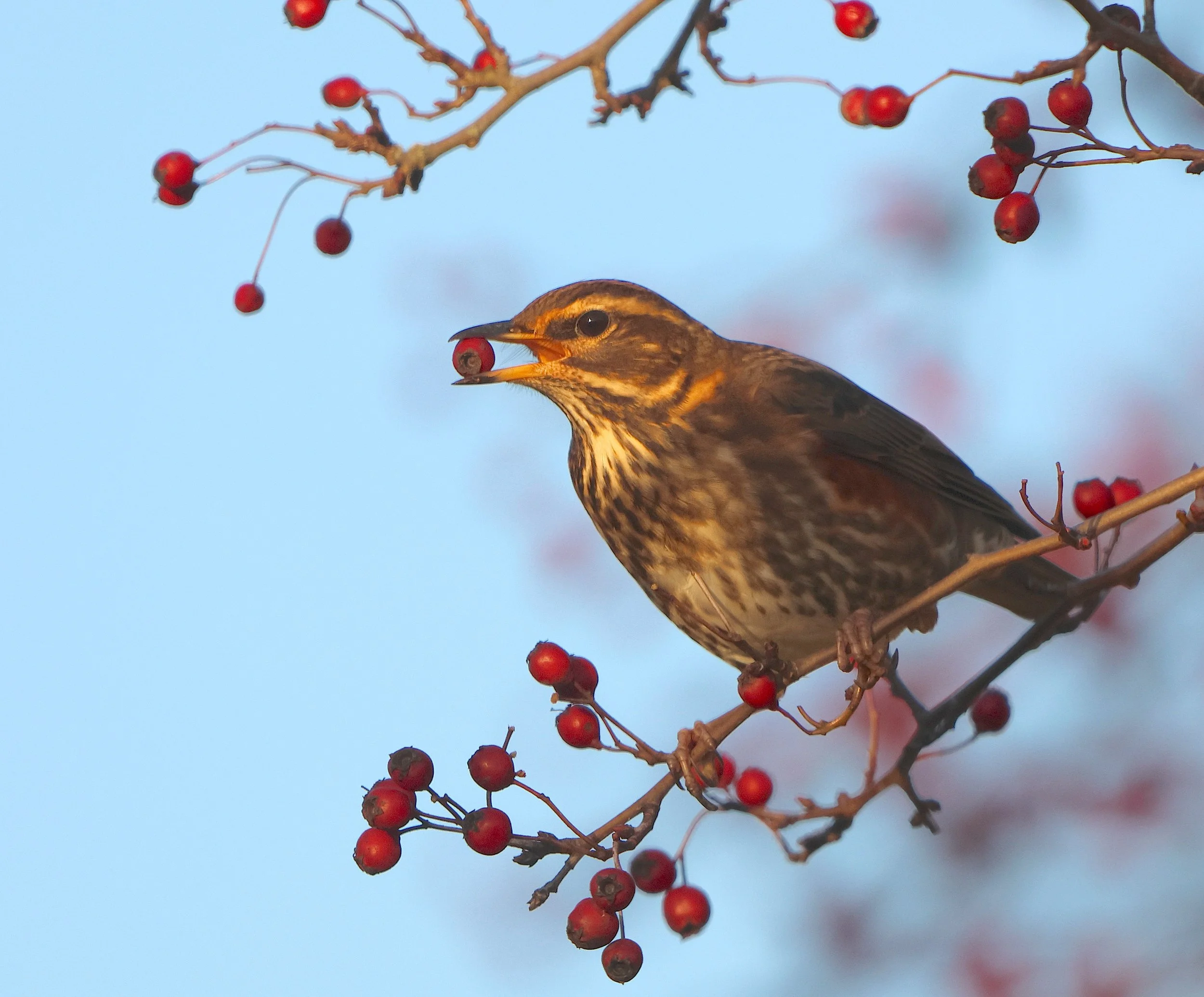 Redwing, NW England