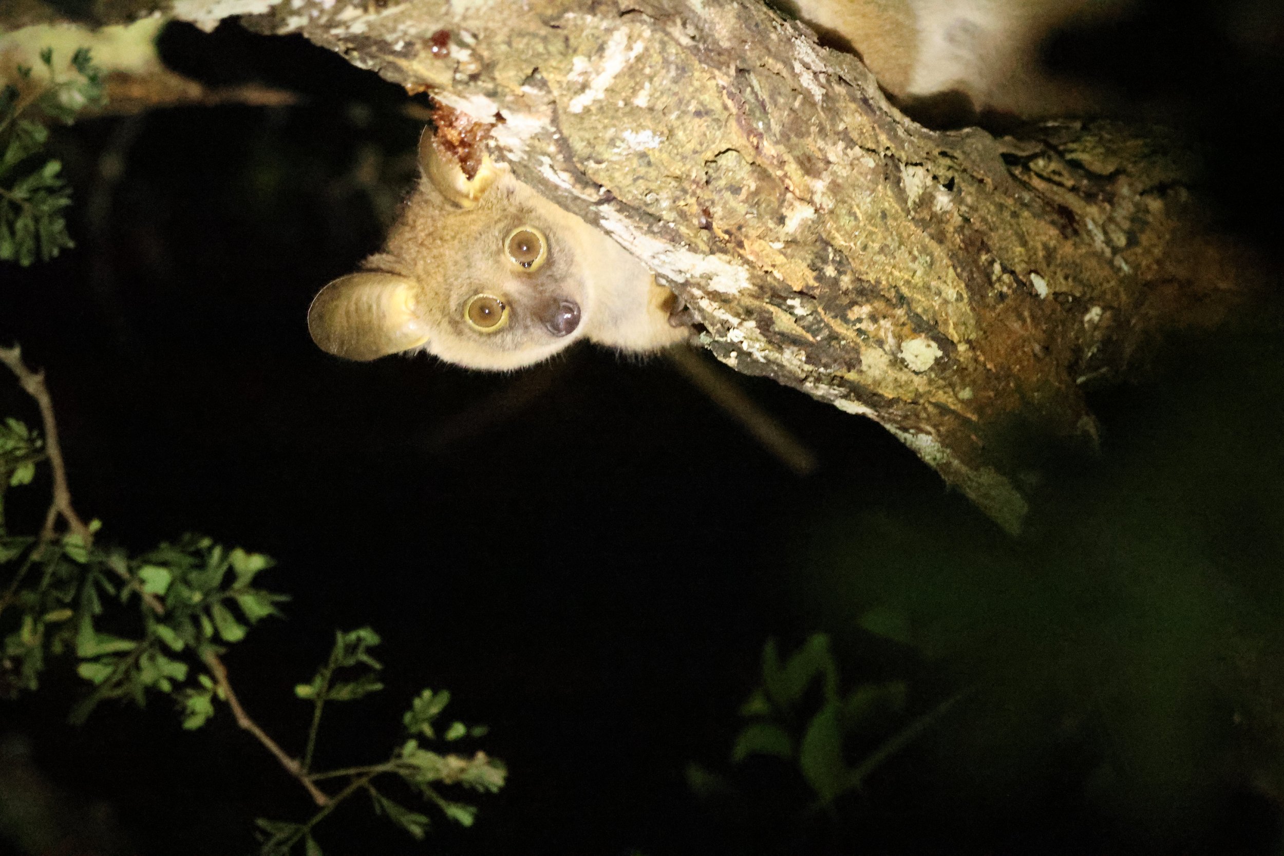 Galago