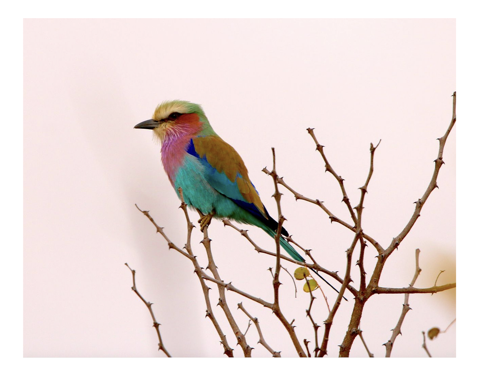Lilac-breasted roller, South Africa