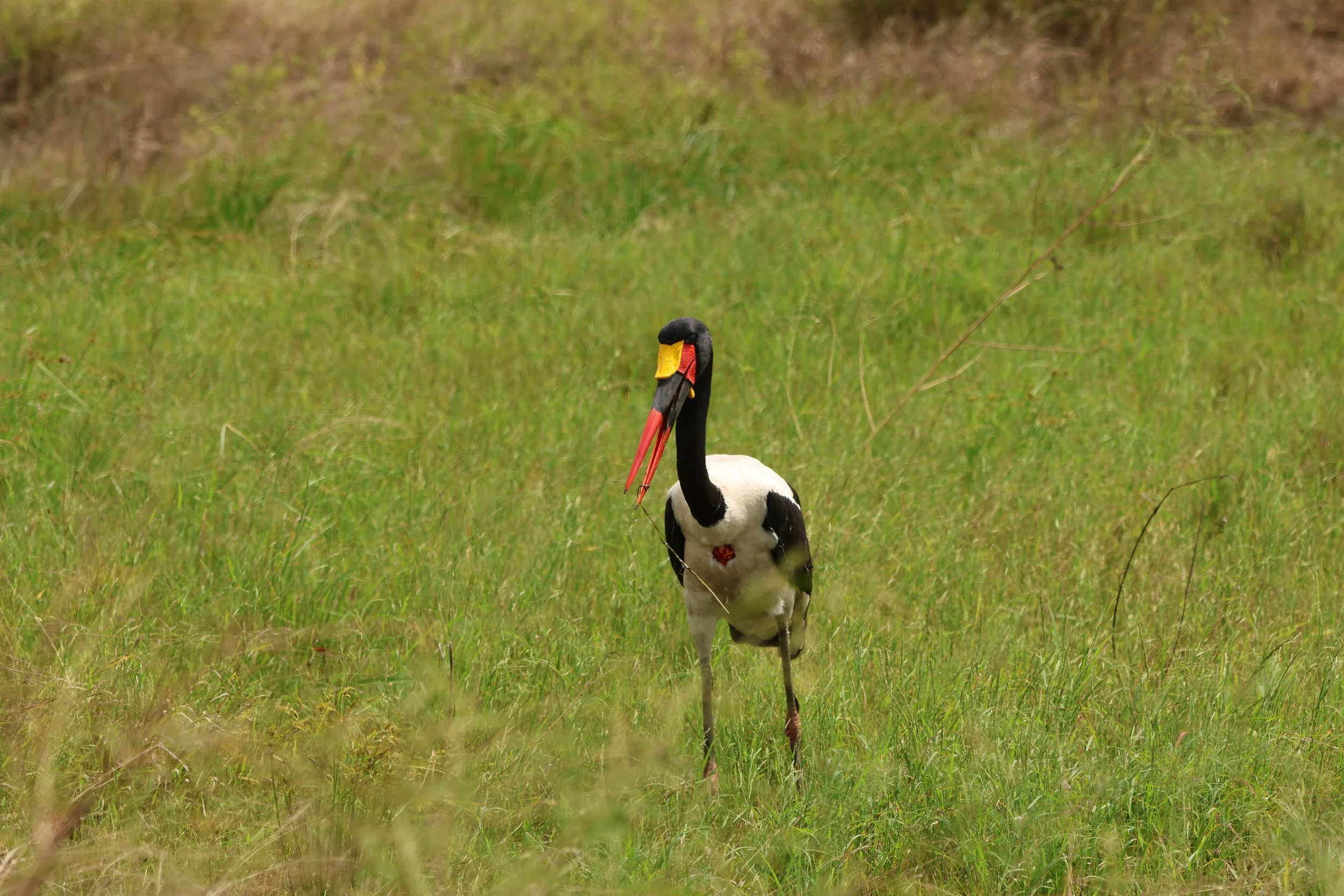 Stork, saddle-billed 1.JPG