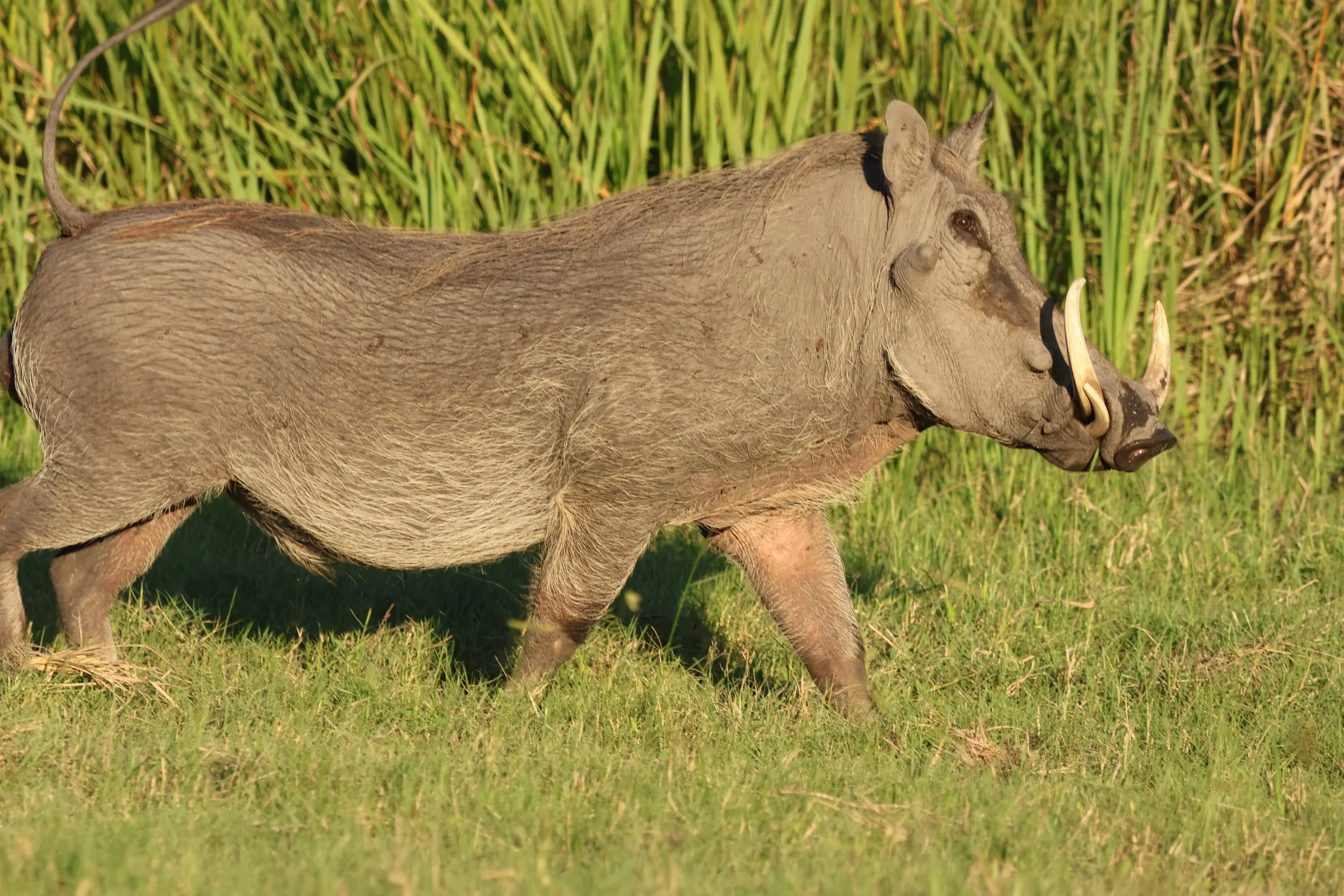 Warthog 2.JPG
