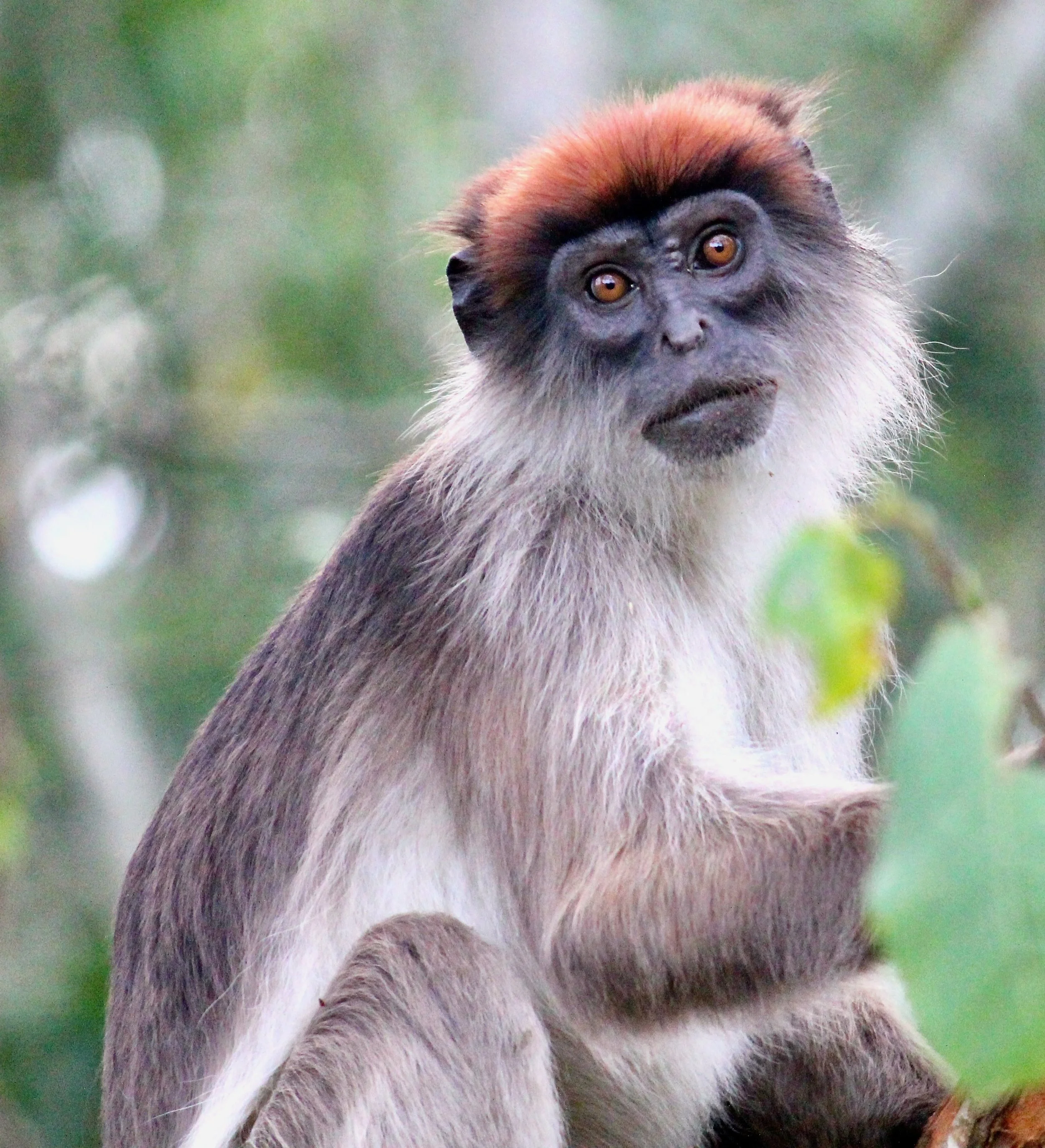 Ugandan red colobus