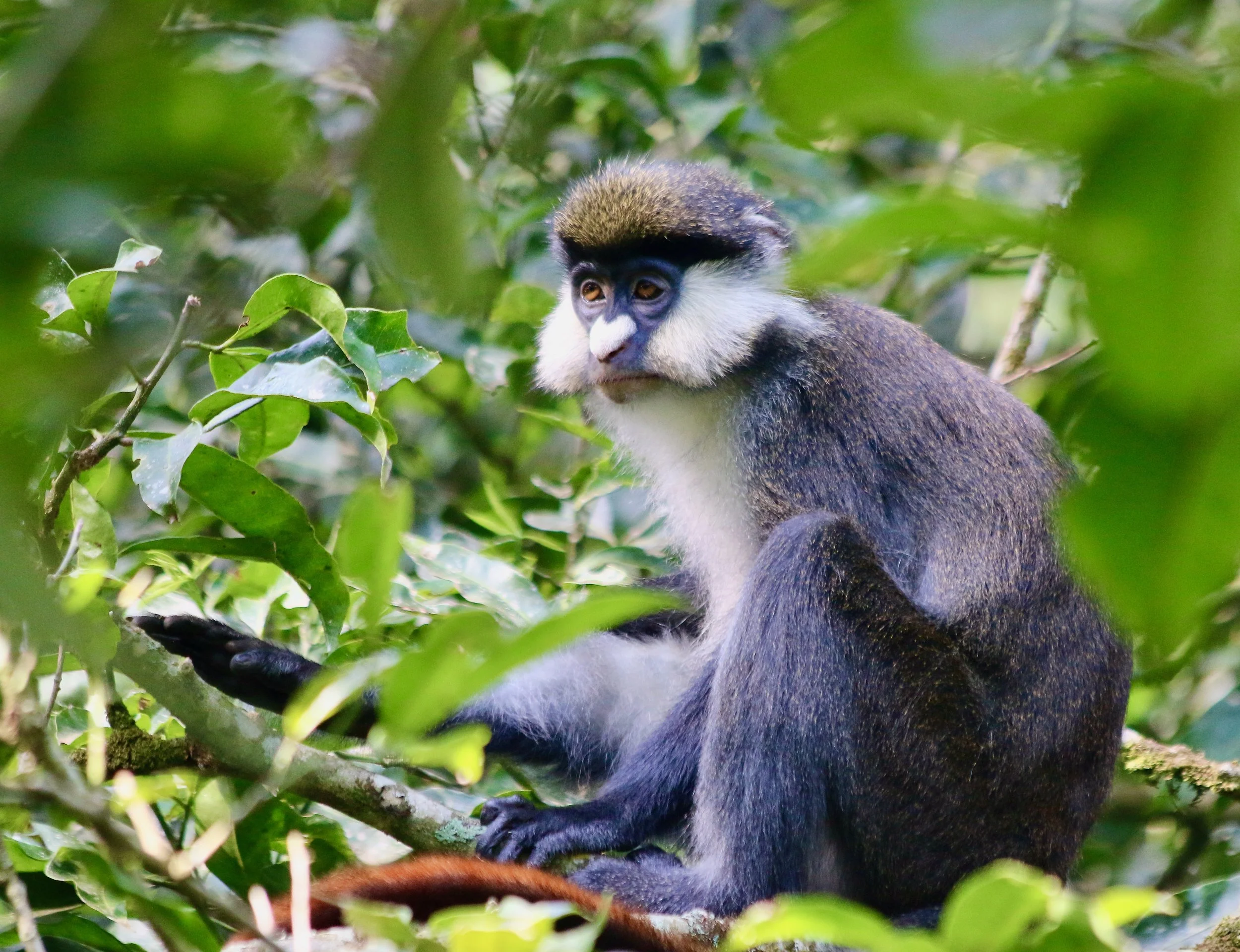 Red-tailed monkey