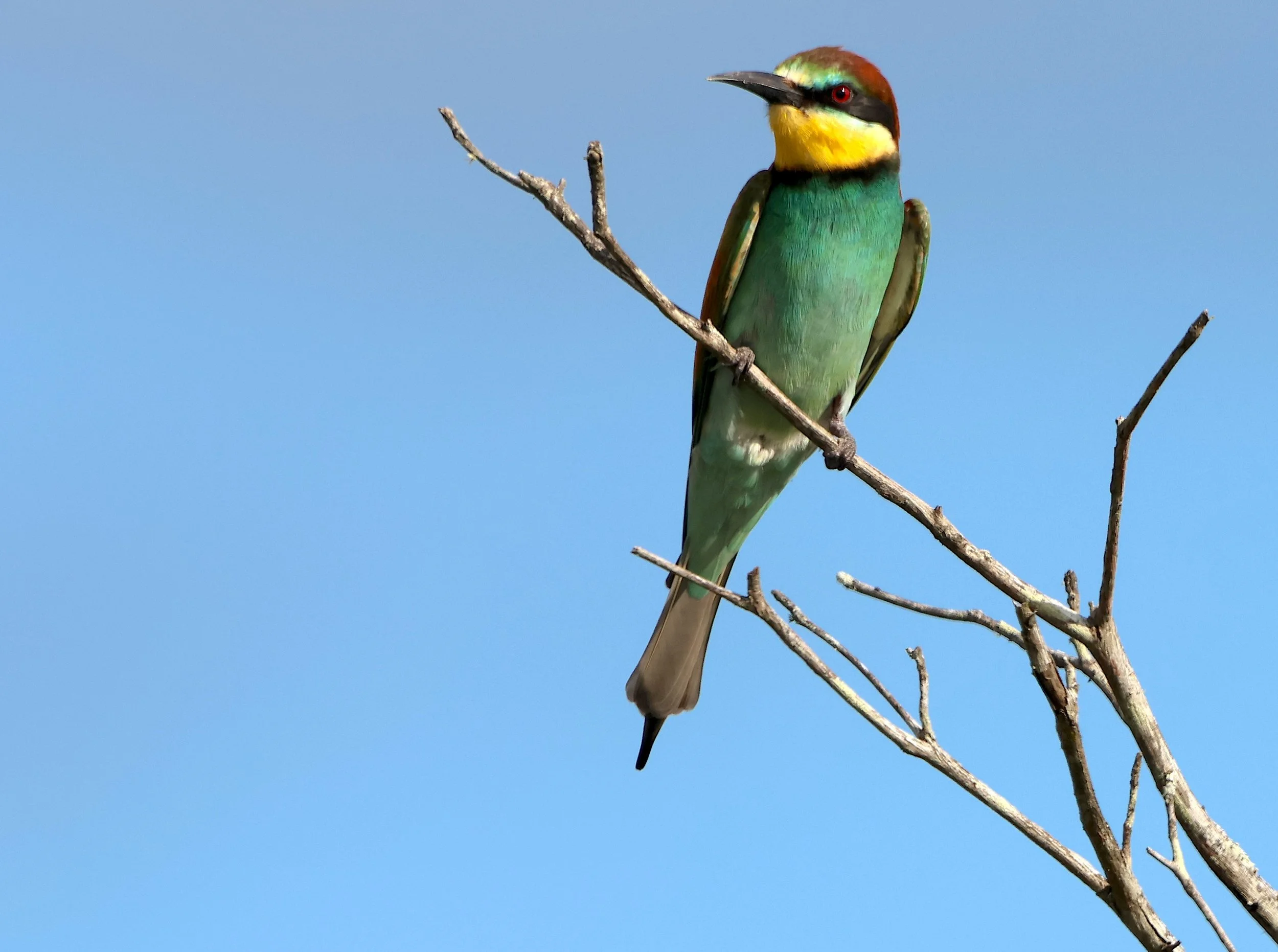 European bee-eater
