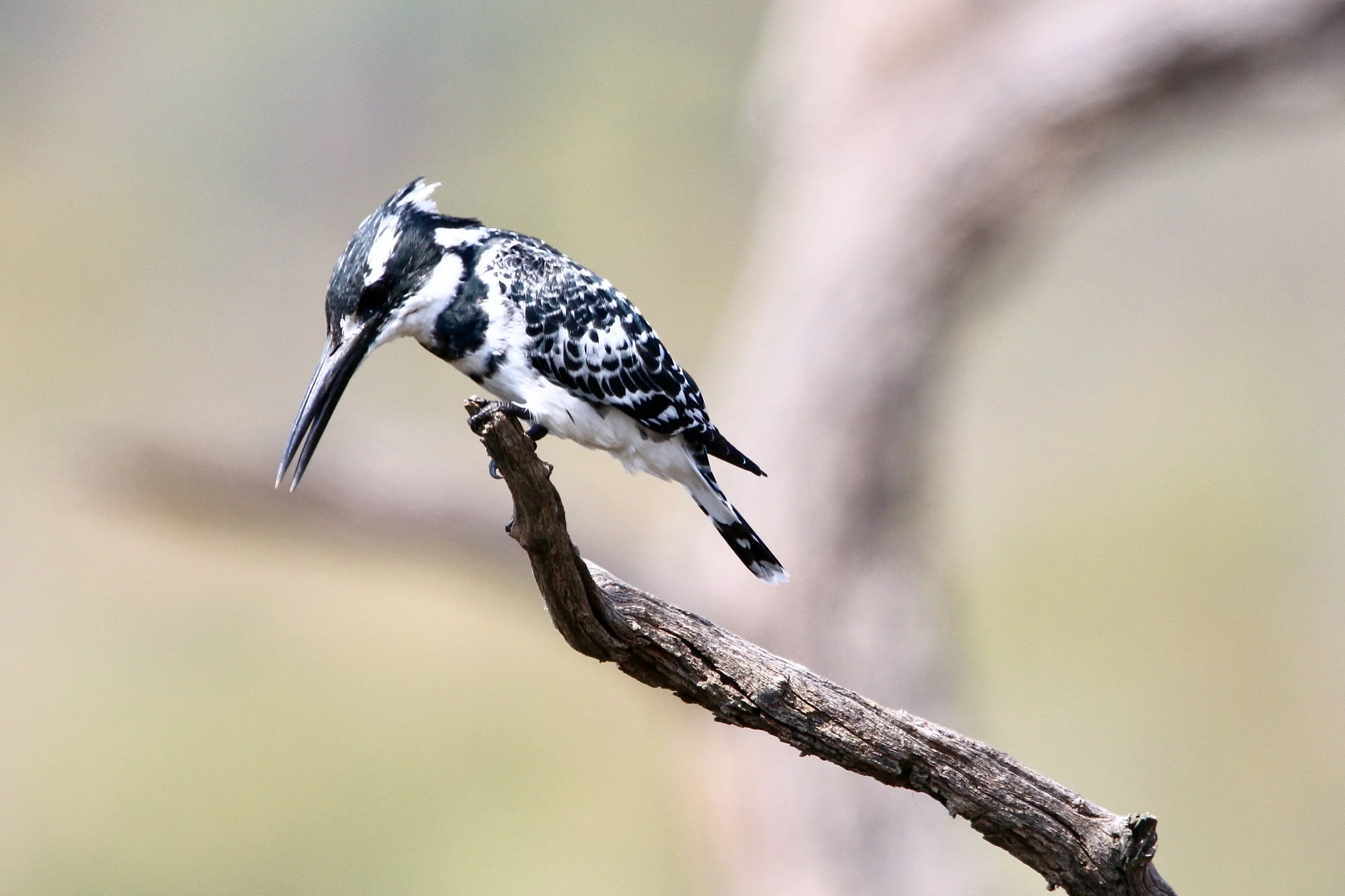 Pied kingfisher, Uganda