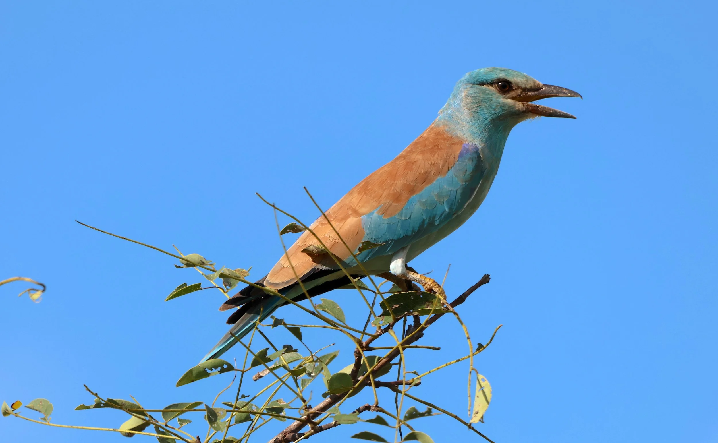 Roller, European 1.JPG