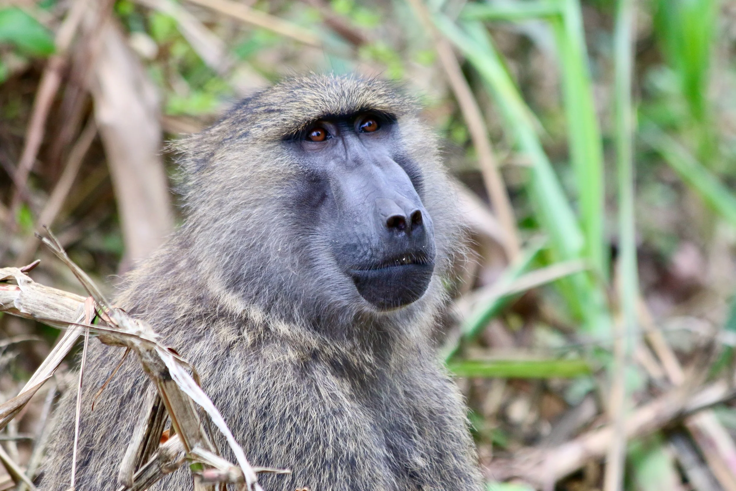 Baboon
