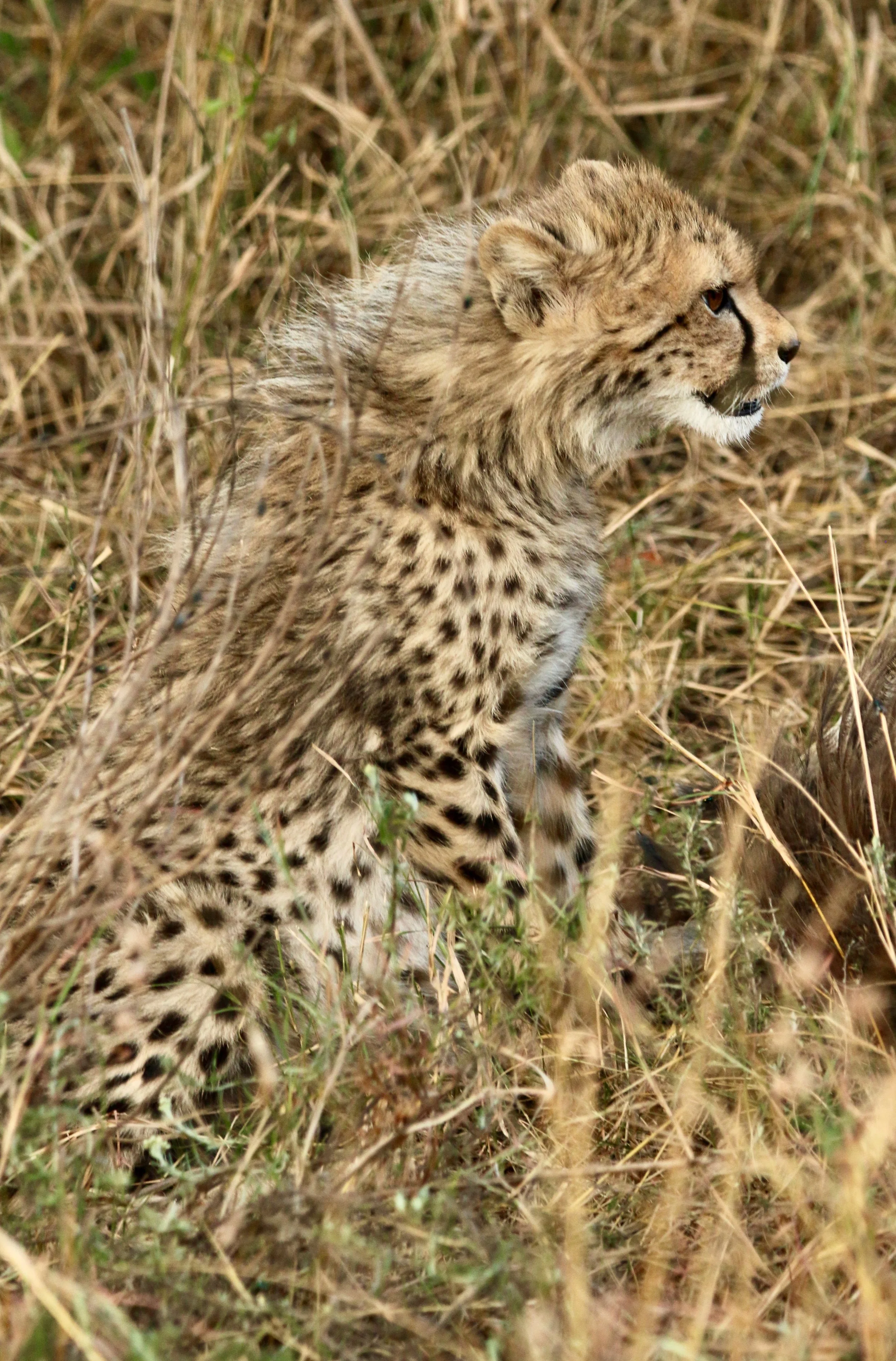Cheetah, South Africa