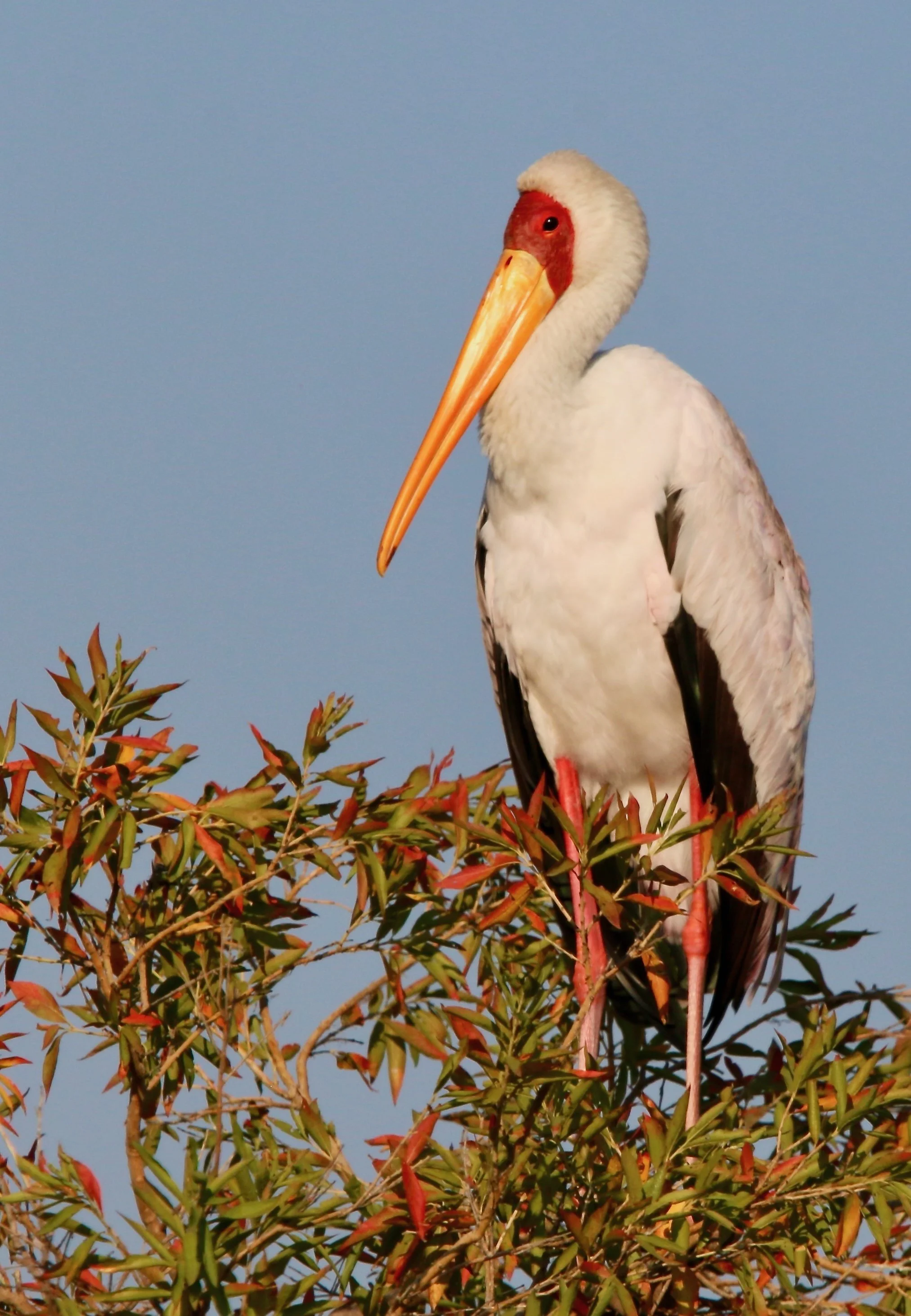 Yellow-billed stork, South Africa