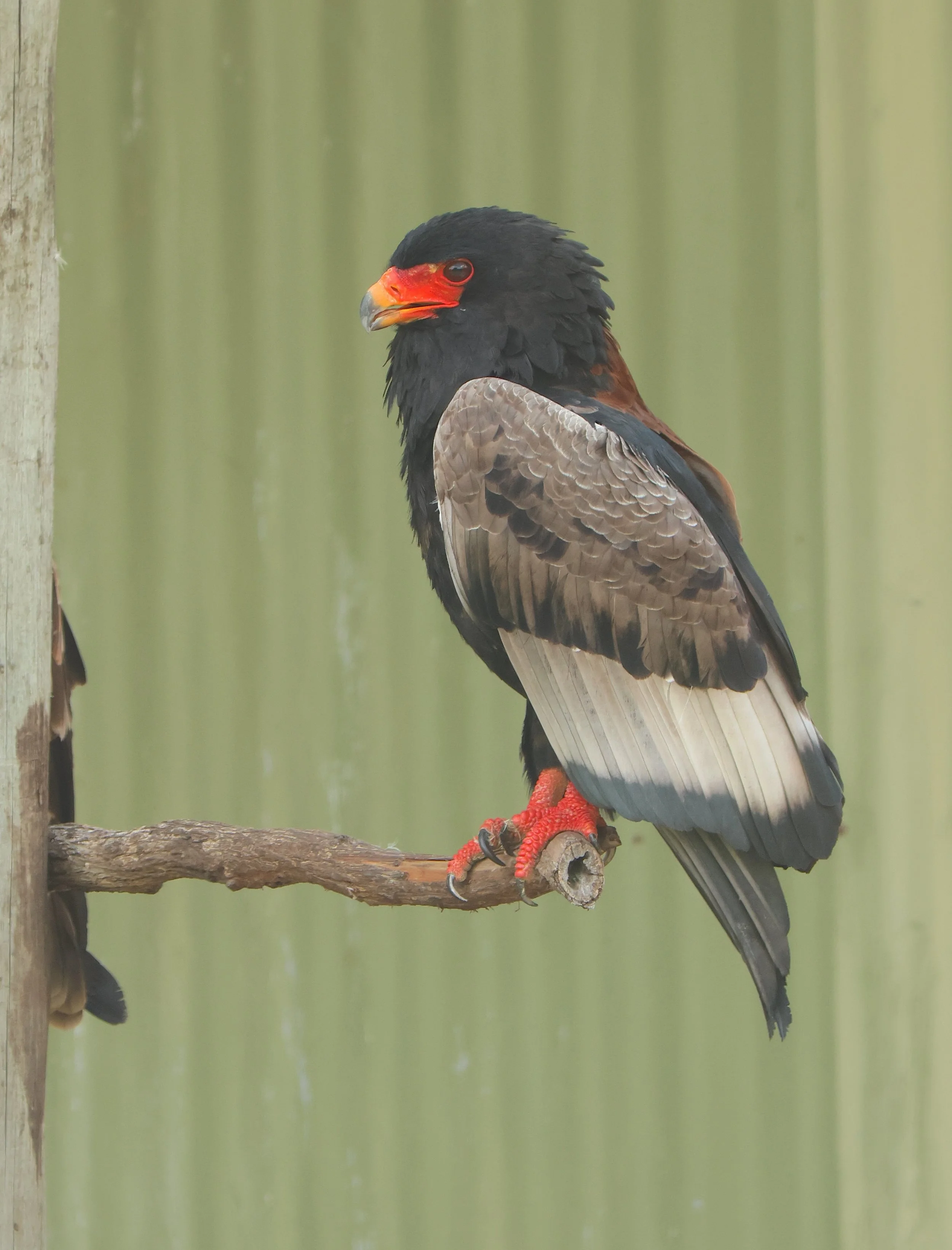 Bateleur