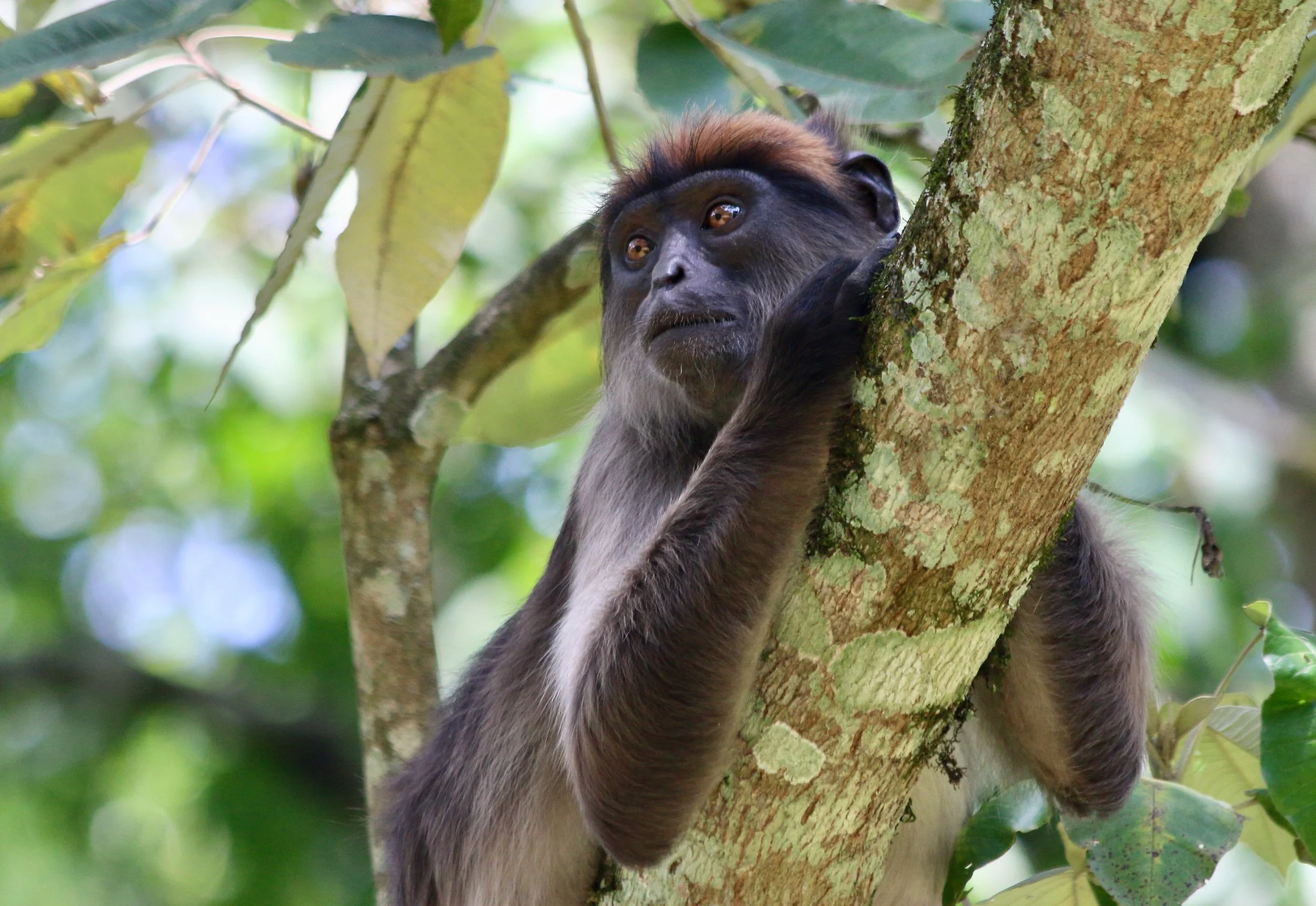 Ugandan red colobus