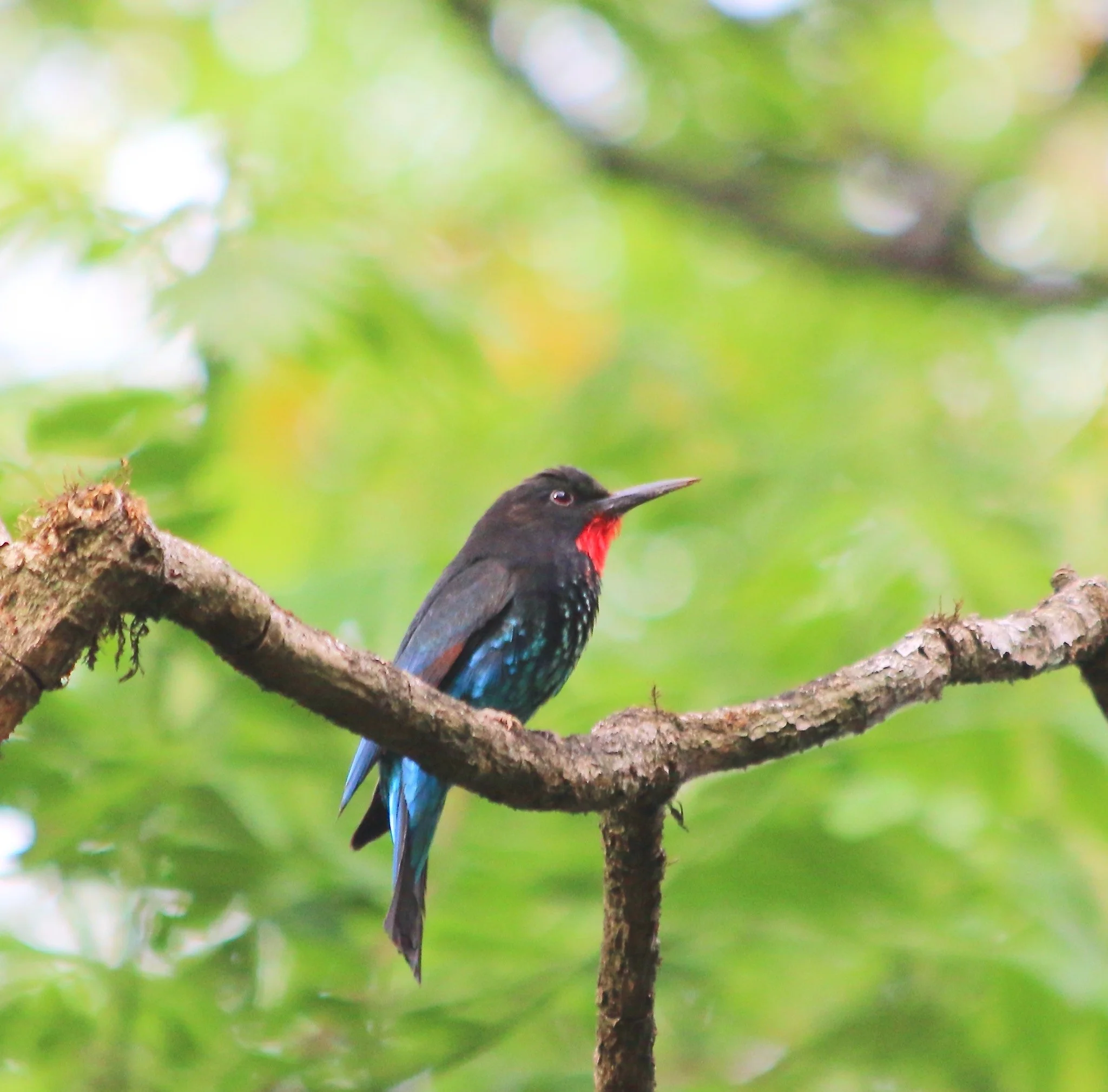 Black bee-eater, Uganda