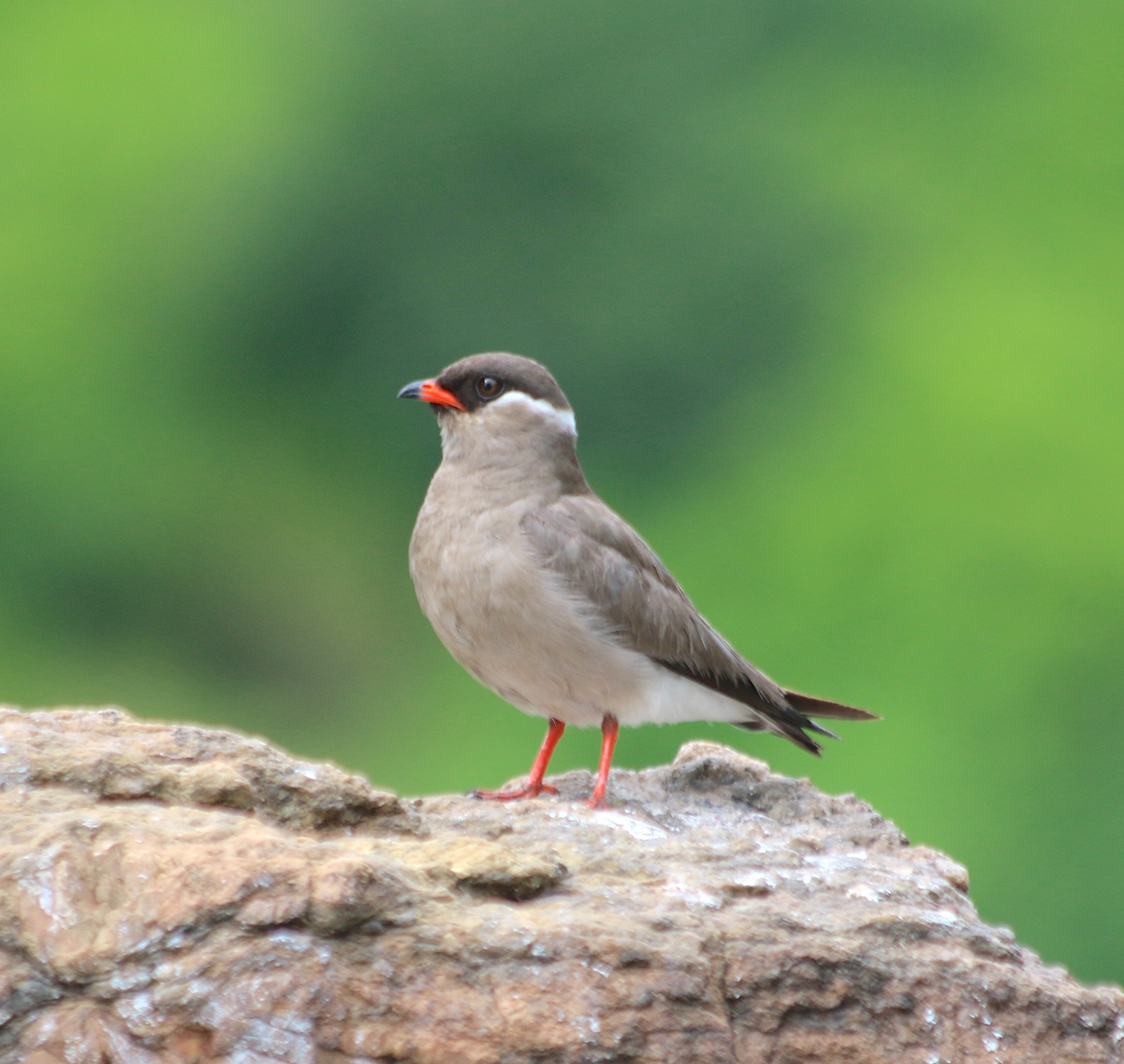 Rock pratincole