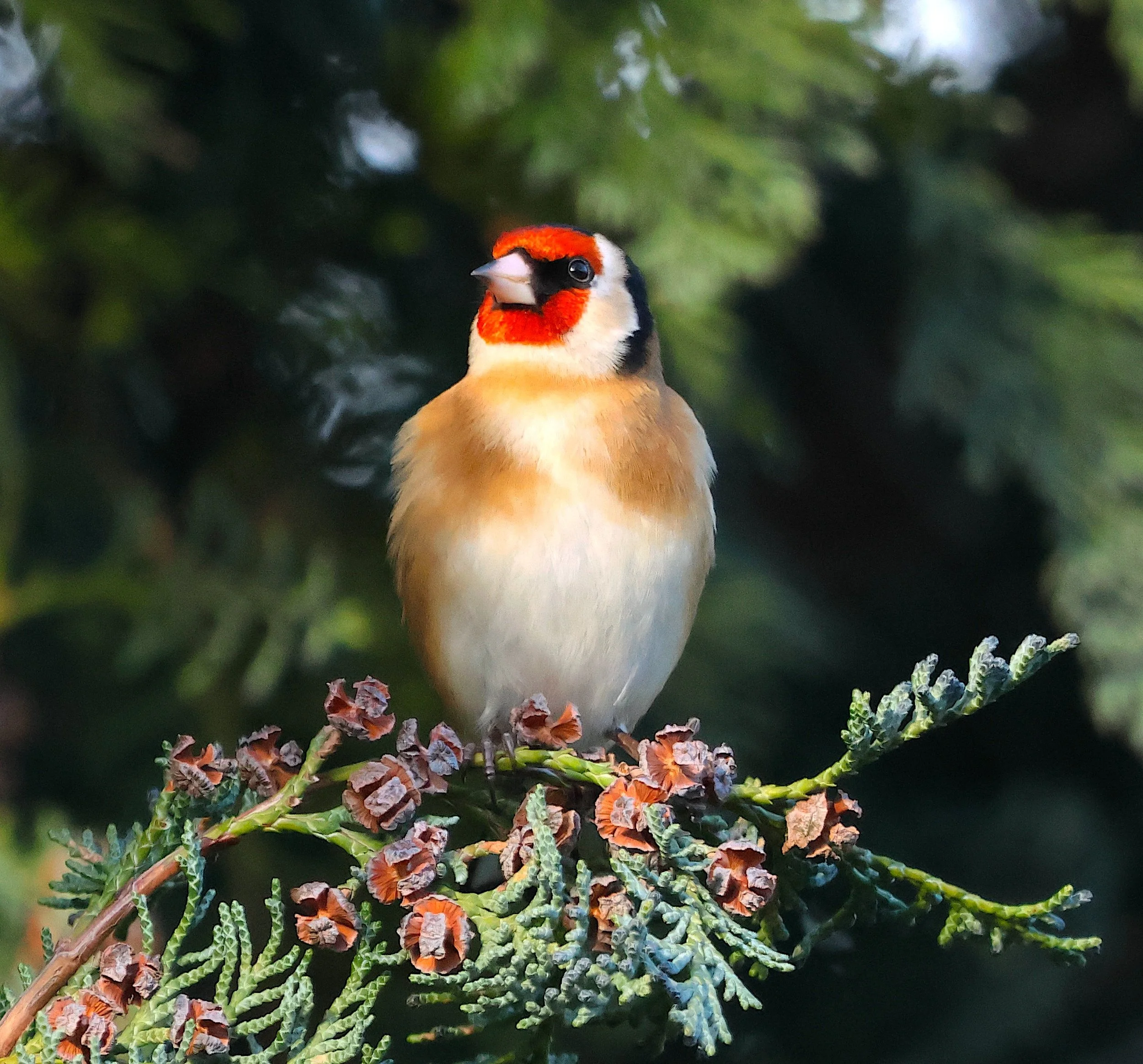 Goldfinch, Wirral