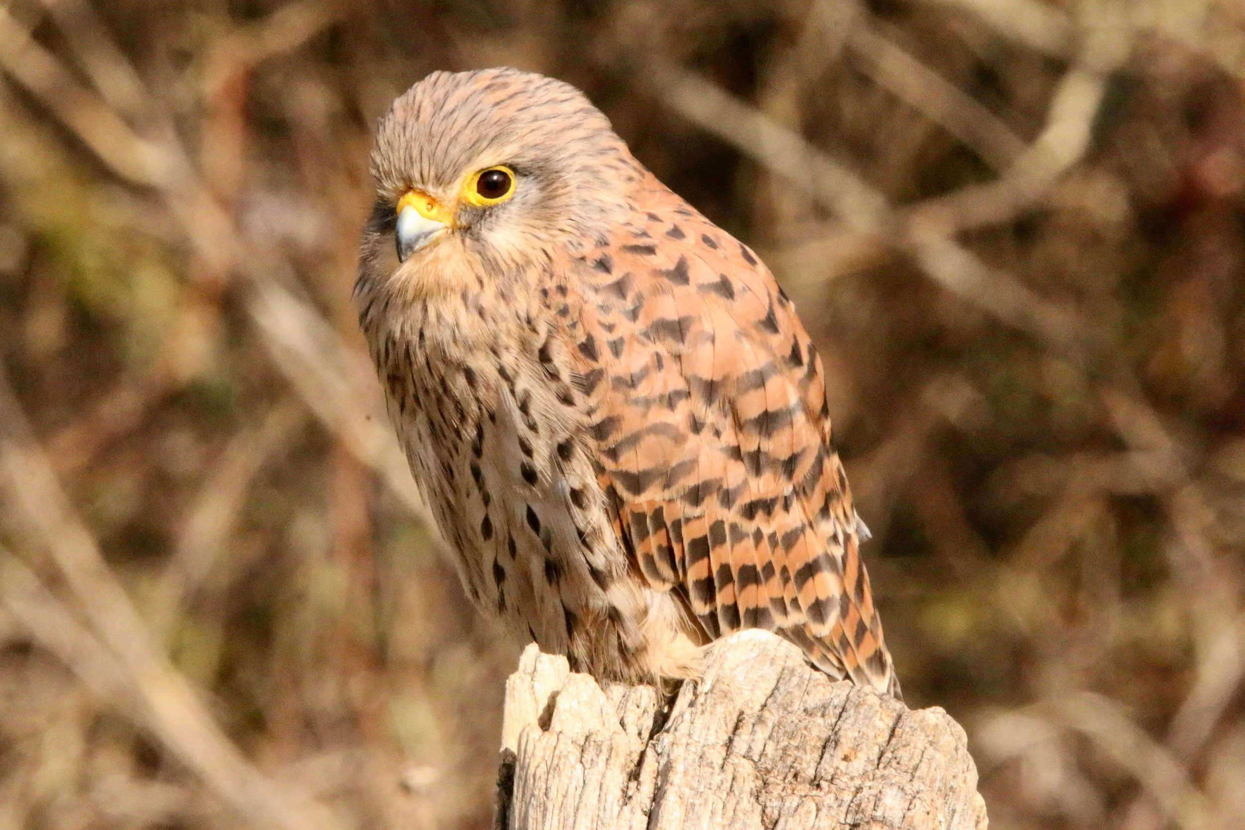 Kestrel. Clearly not an owl ...