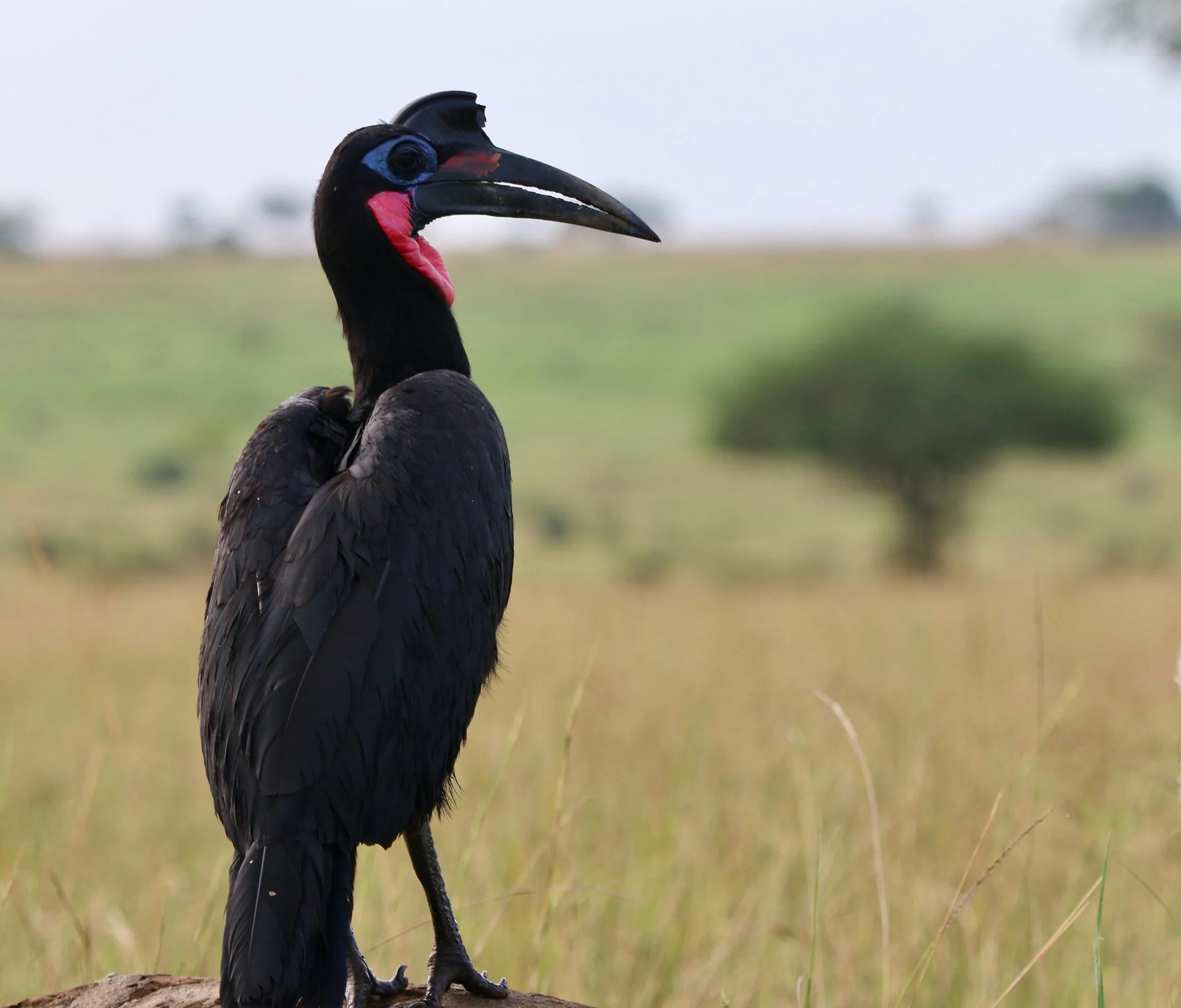 Abyssinian ground-hornbill, Uganda
